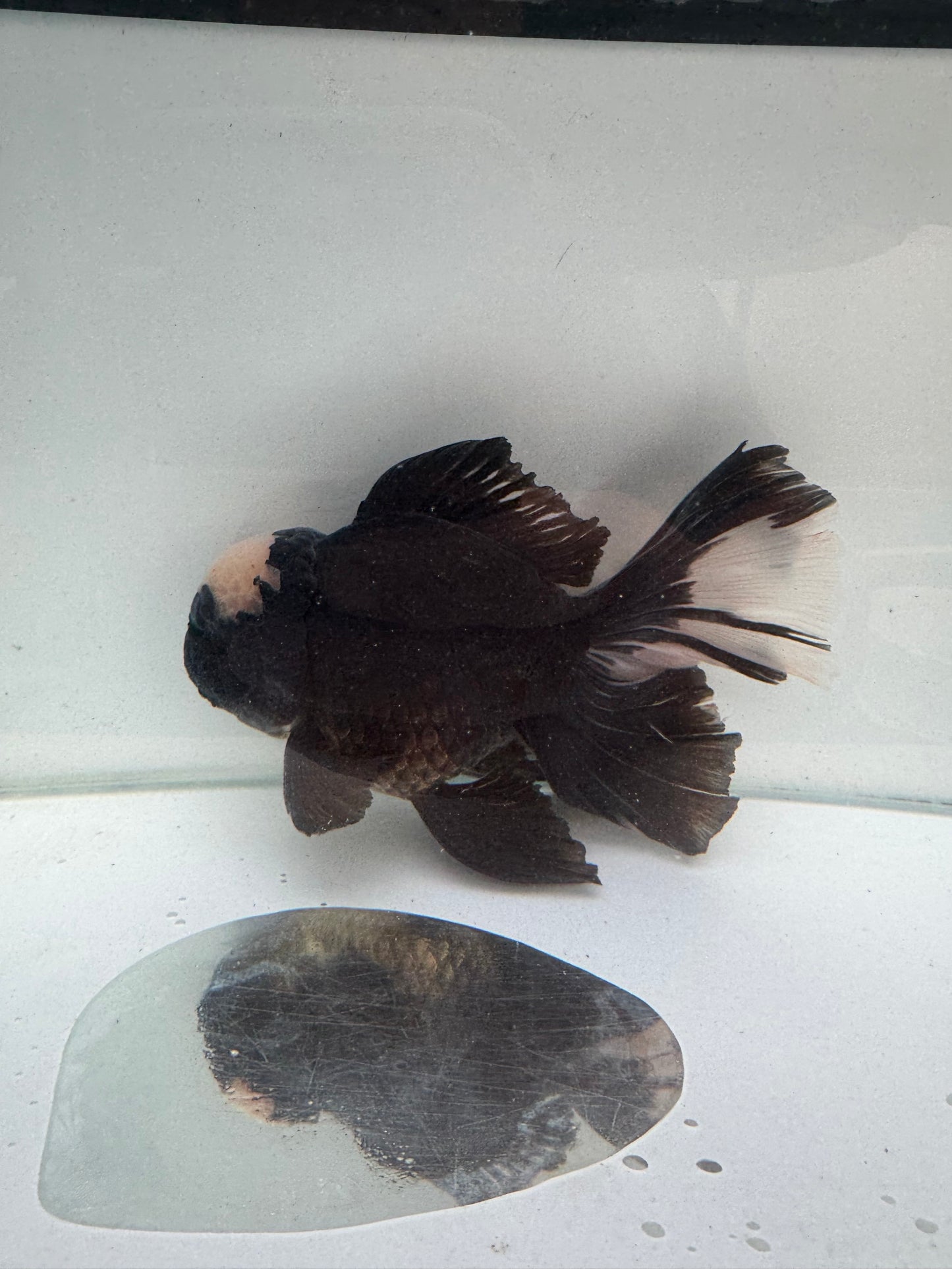 Panda Oranda. WVF289