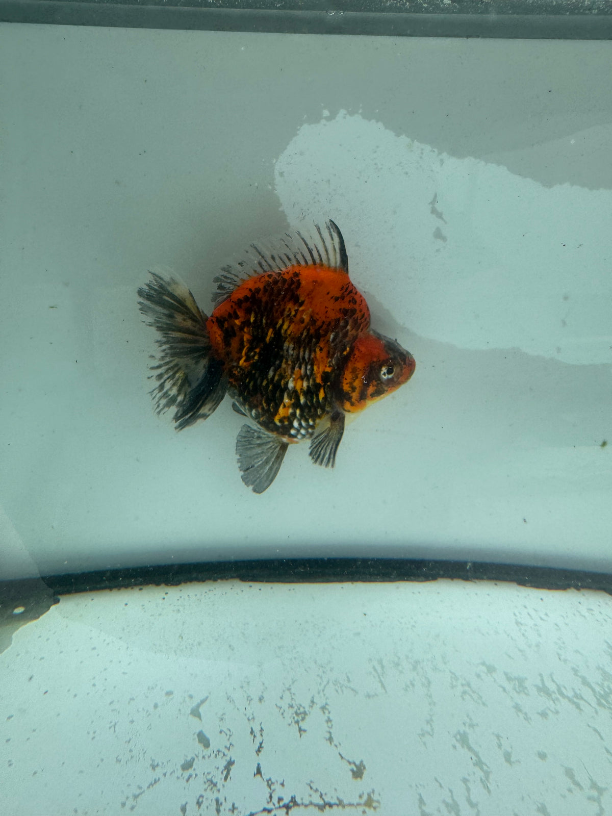 Calico Ryukin. WVF962