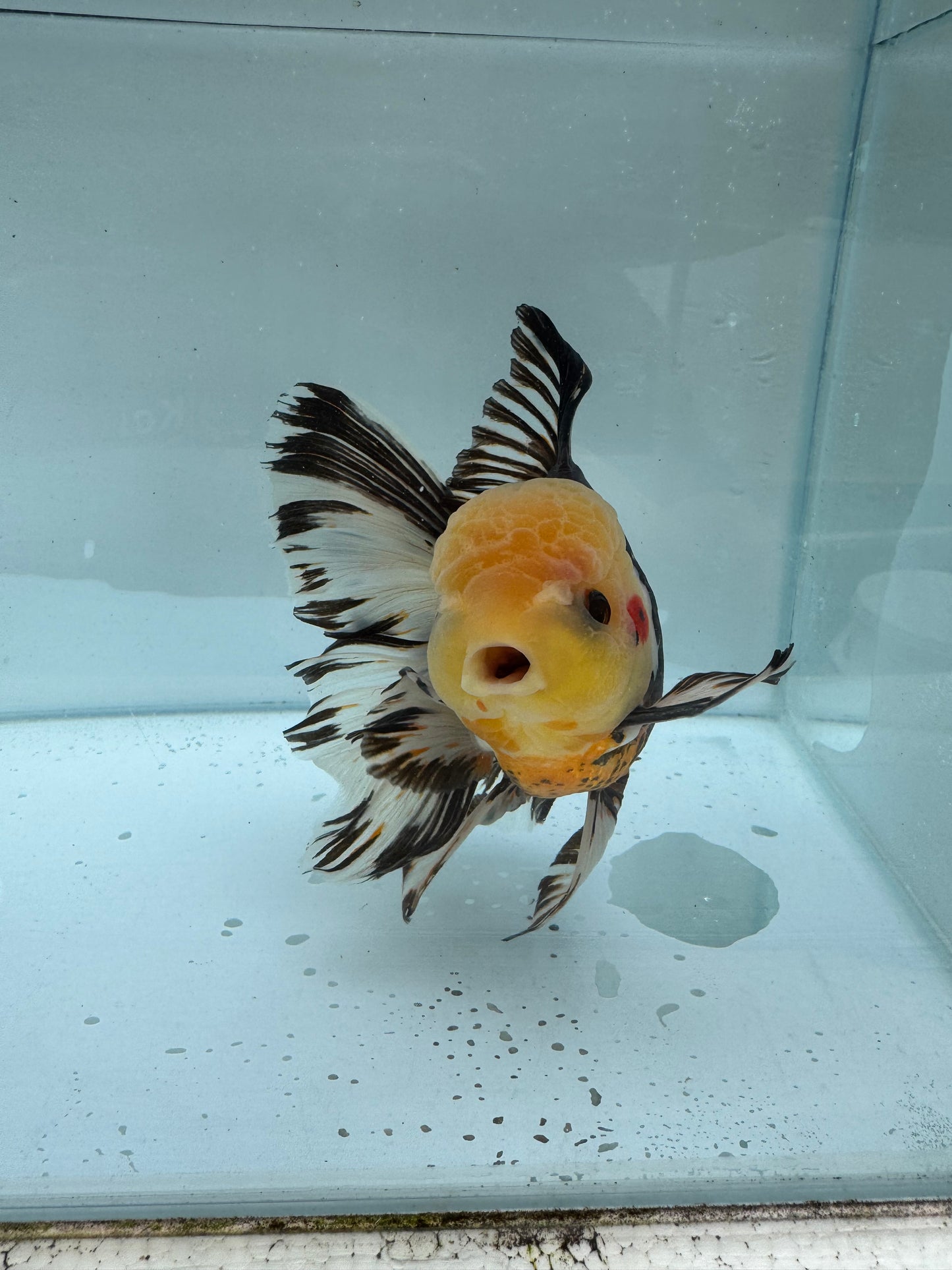 Panda/Tricolour Oranda. WVF303