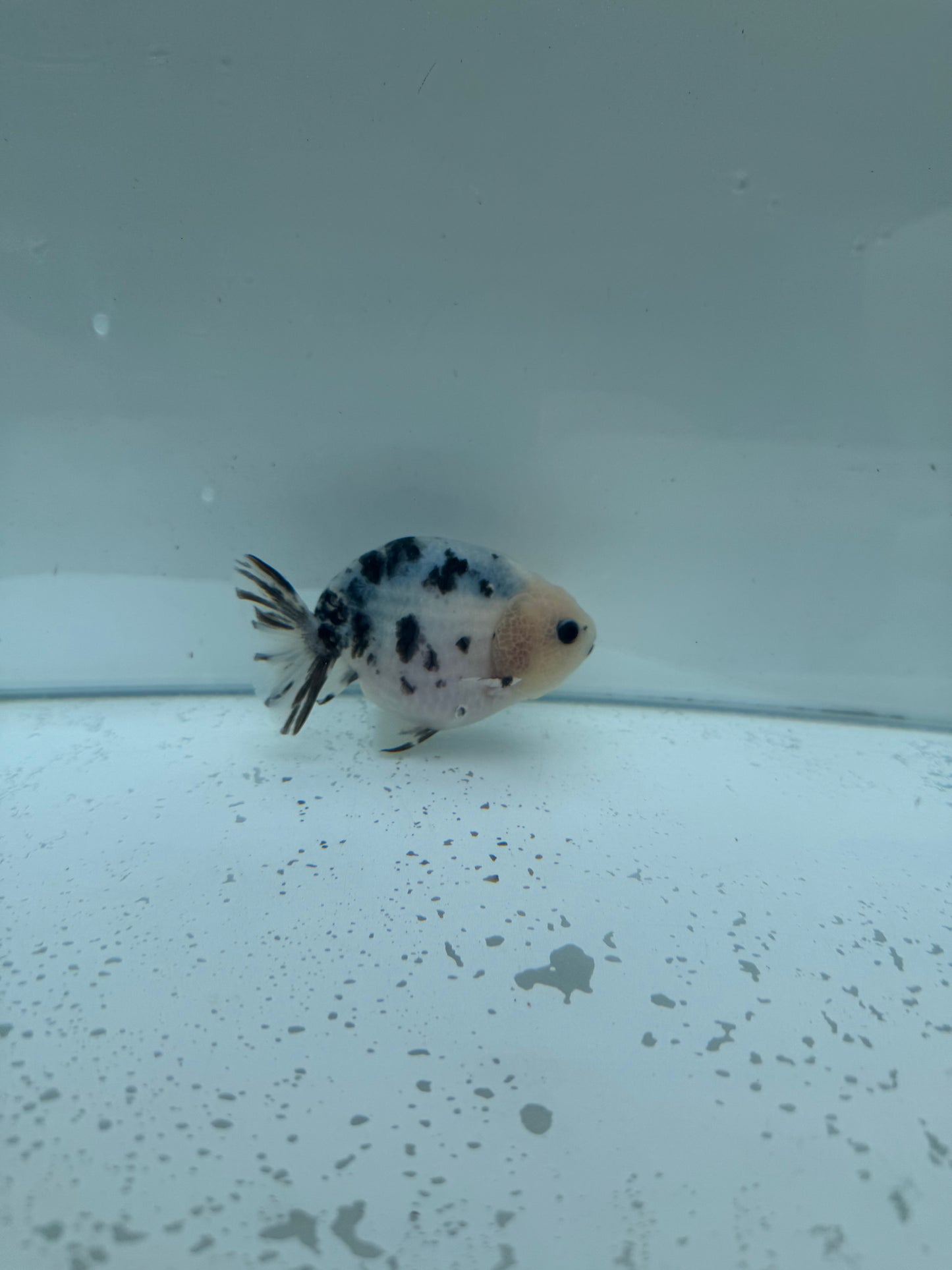 Cow Ranchu. WVF253
