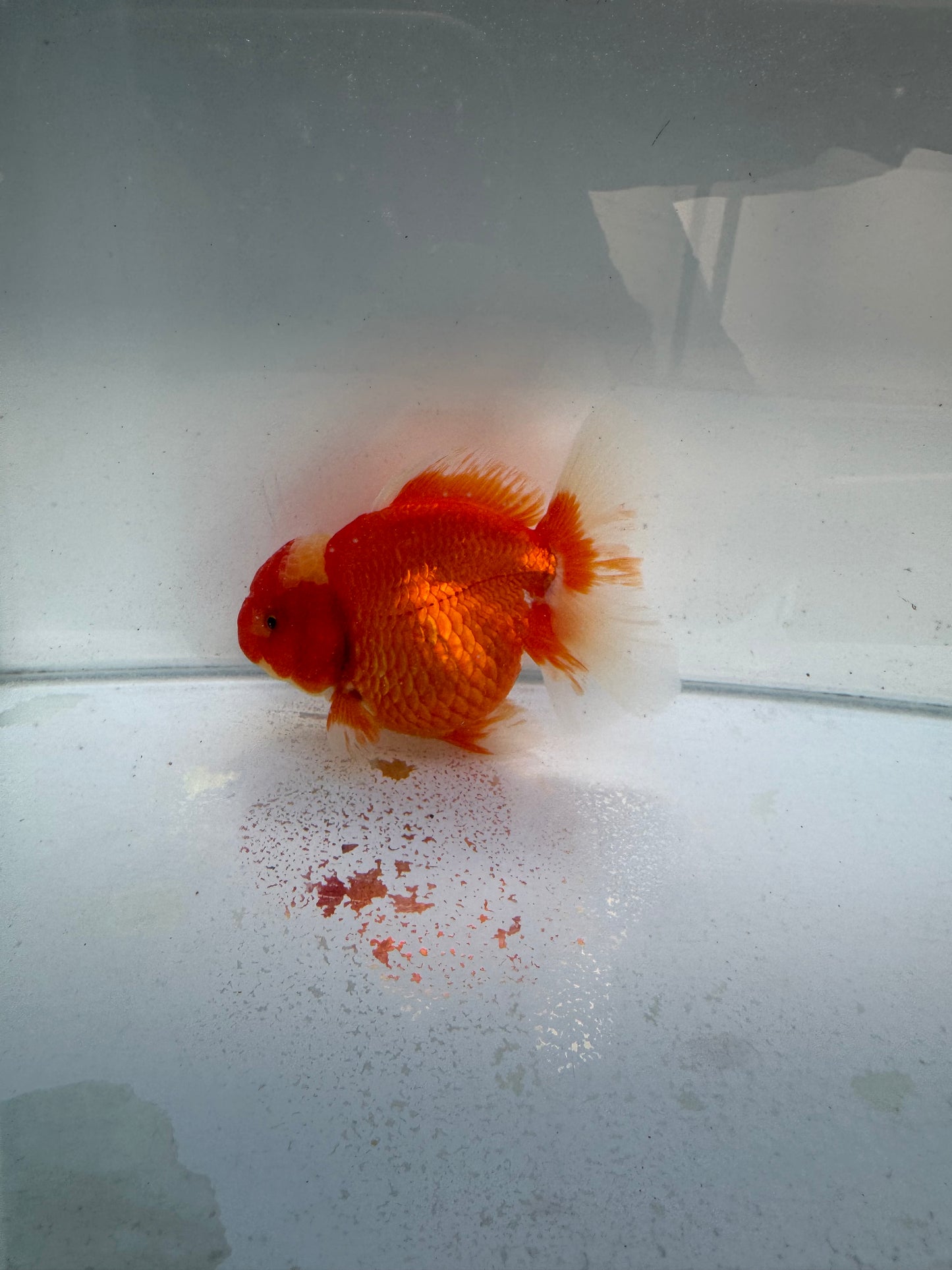 Red&white Shogun Oranda WVF332 direct from Jack shogun