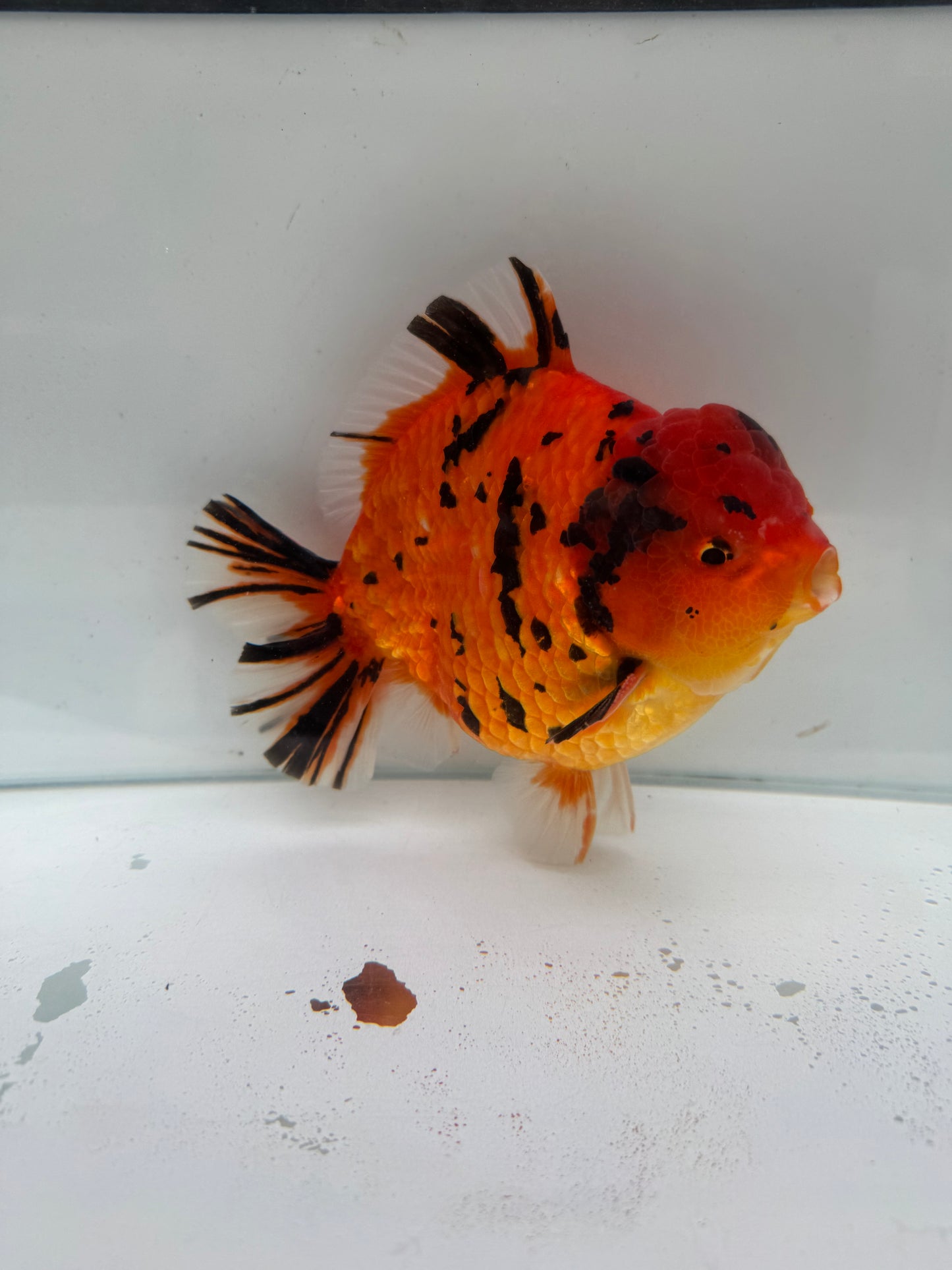 Tiger Oranda. WVF245 direct from Meng Lee