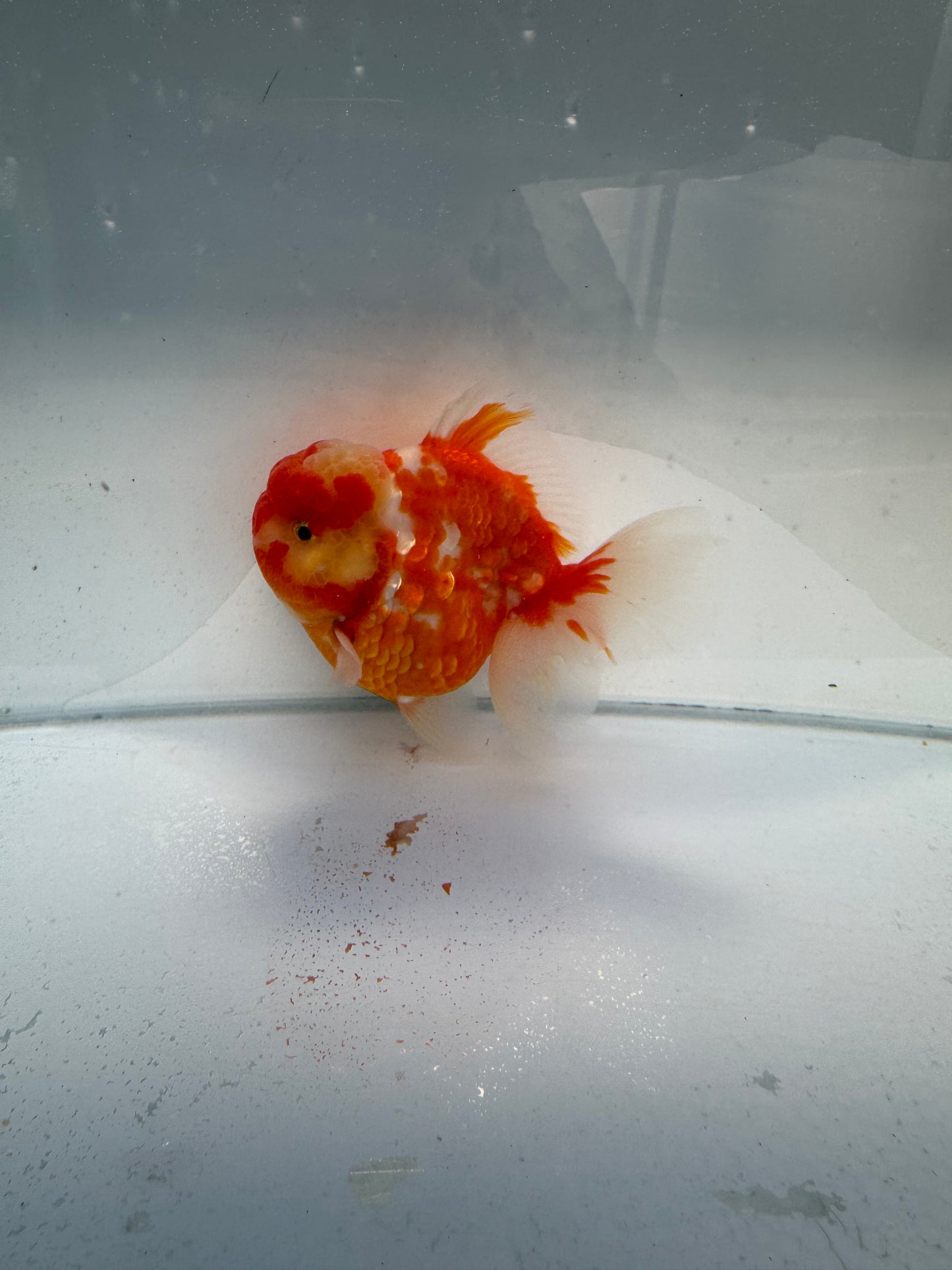 Sakura shogun Oranda. WVF337 direct from Jack Shogun