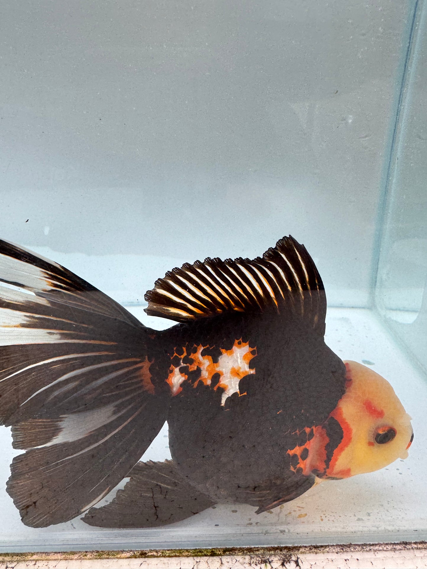 Tricolour Oranda. WVF301