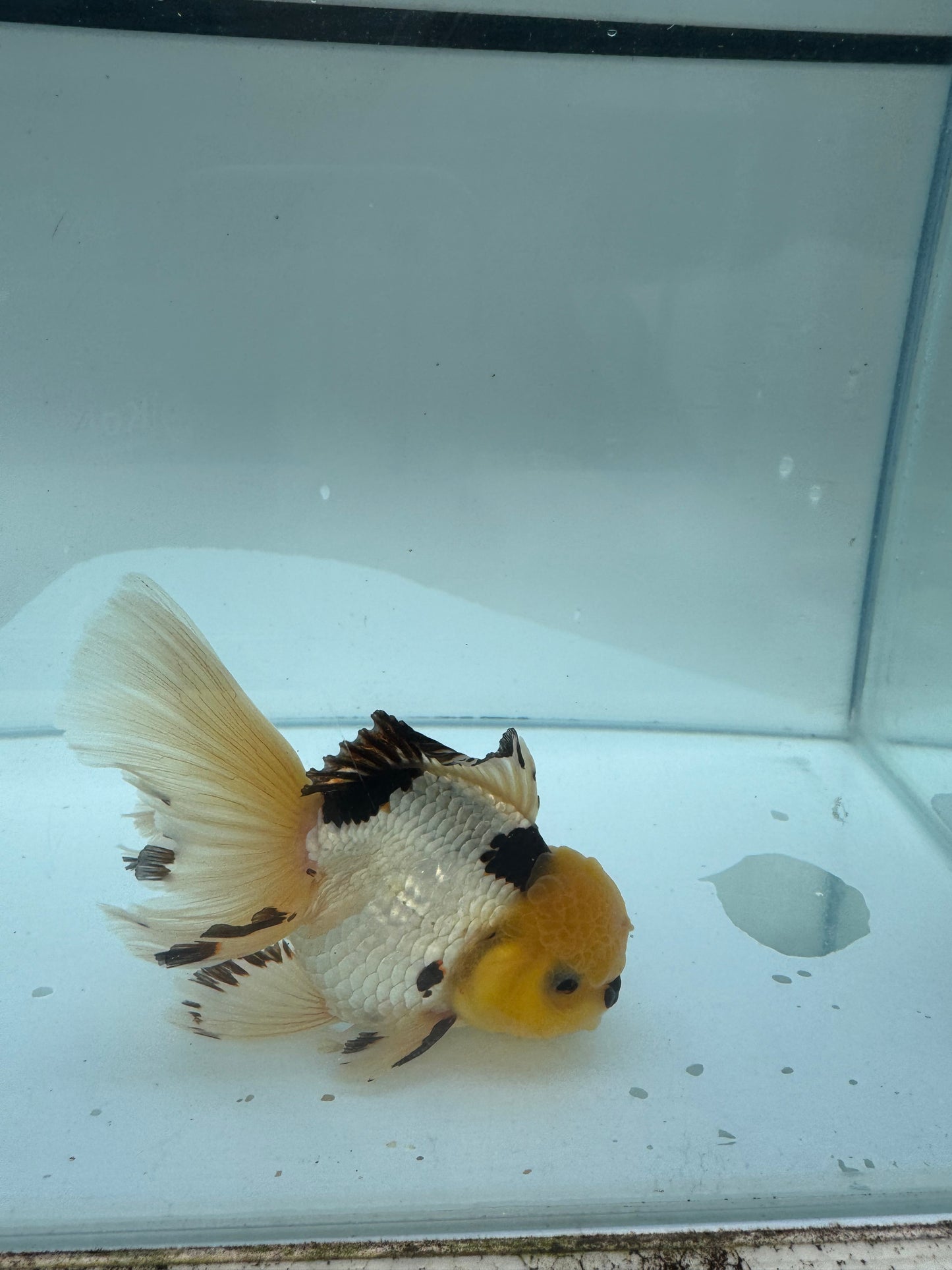 Panda Oranda. WVF297