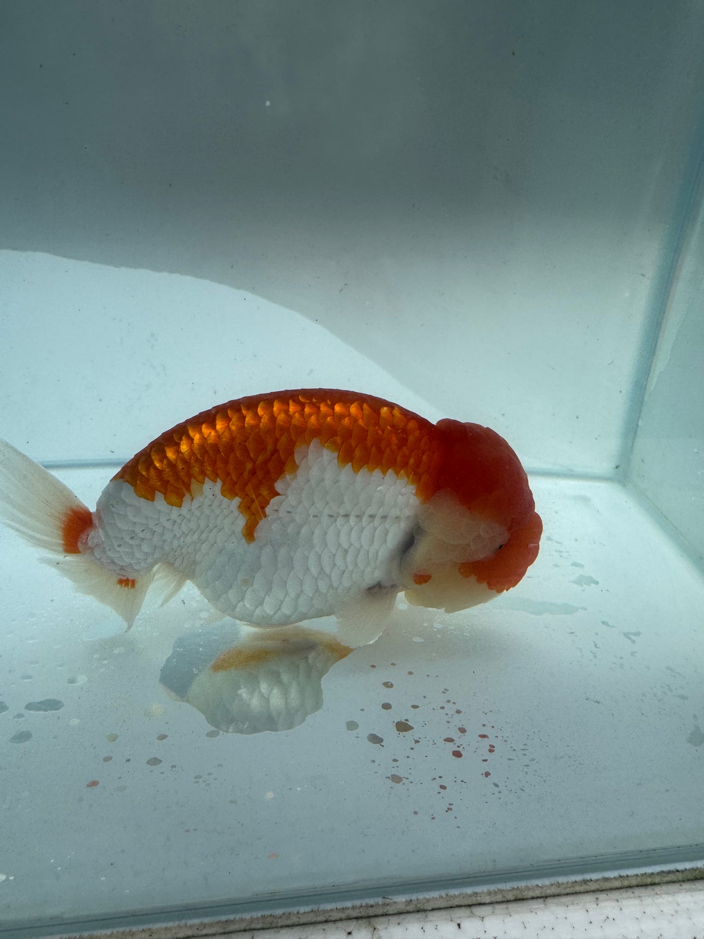 Red&white Ranchu. WVF192
