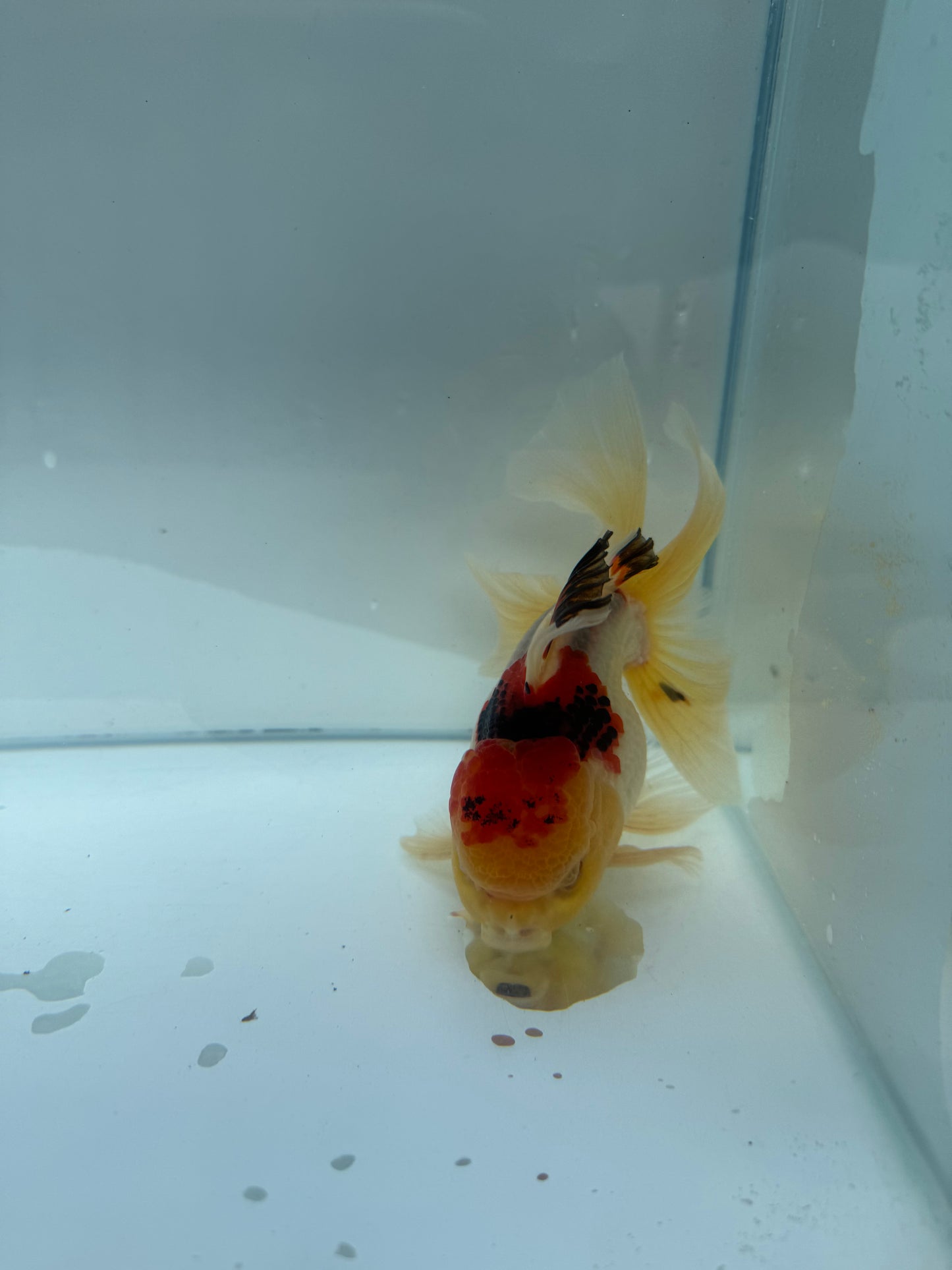 Tricolour Oranda. WVF296