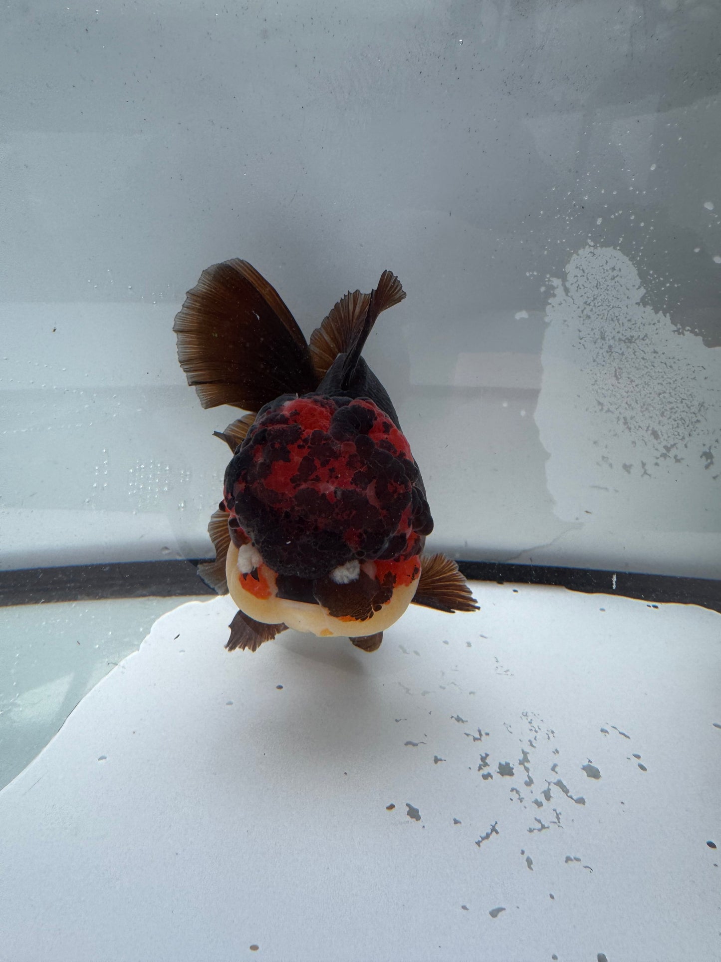 Tricolour Oranda WVF384