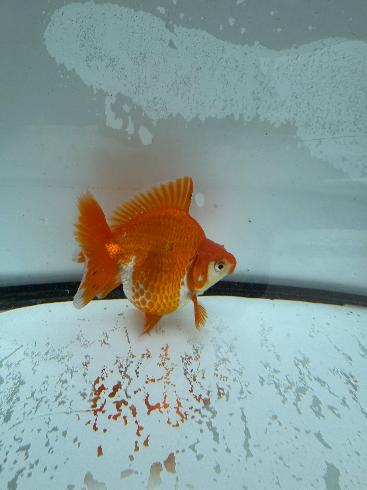 Red&white Ryukin. WVF974