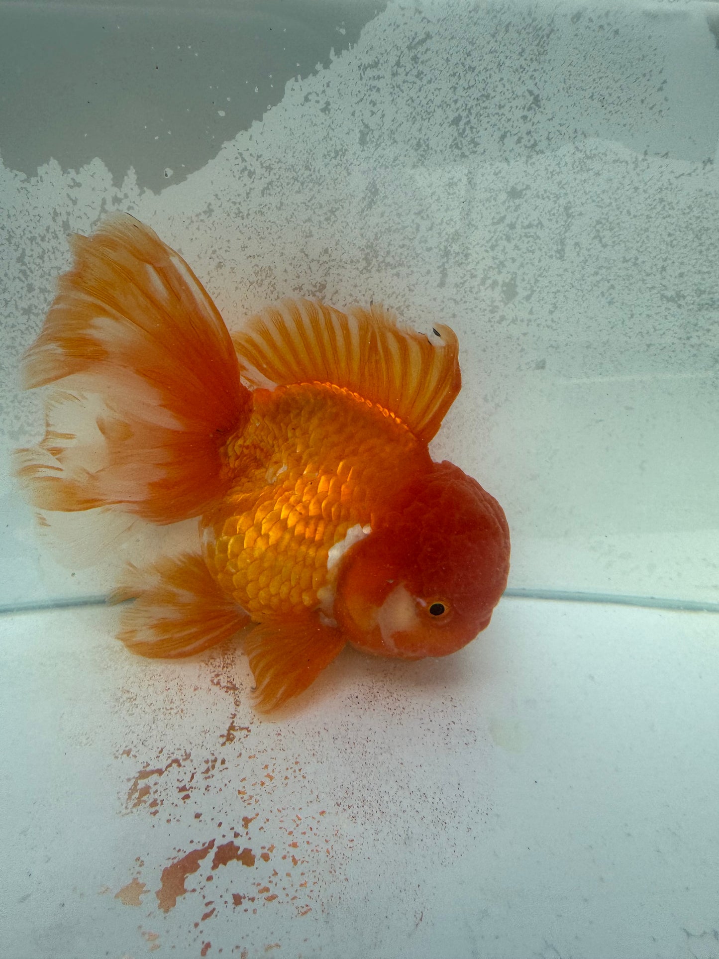 Red&white Oranda. WVF373