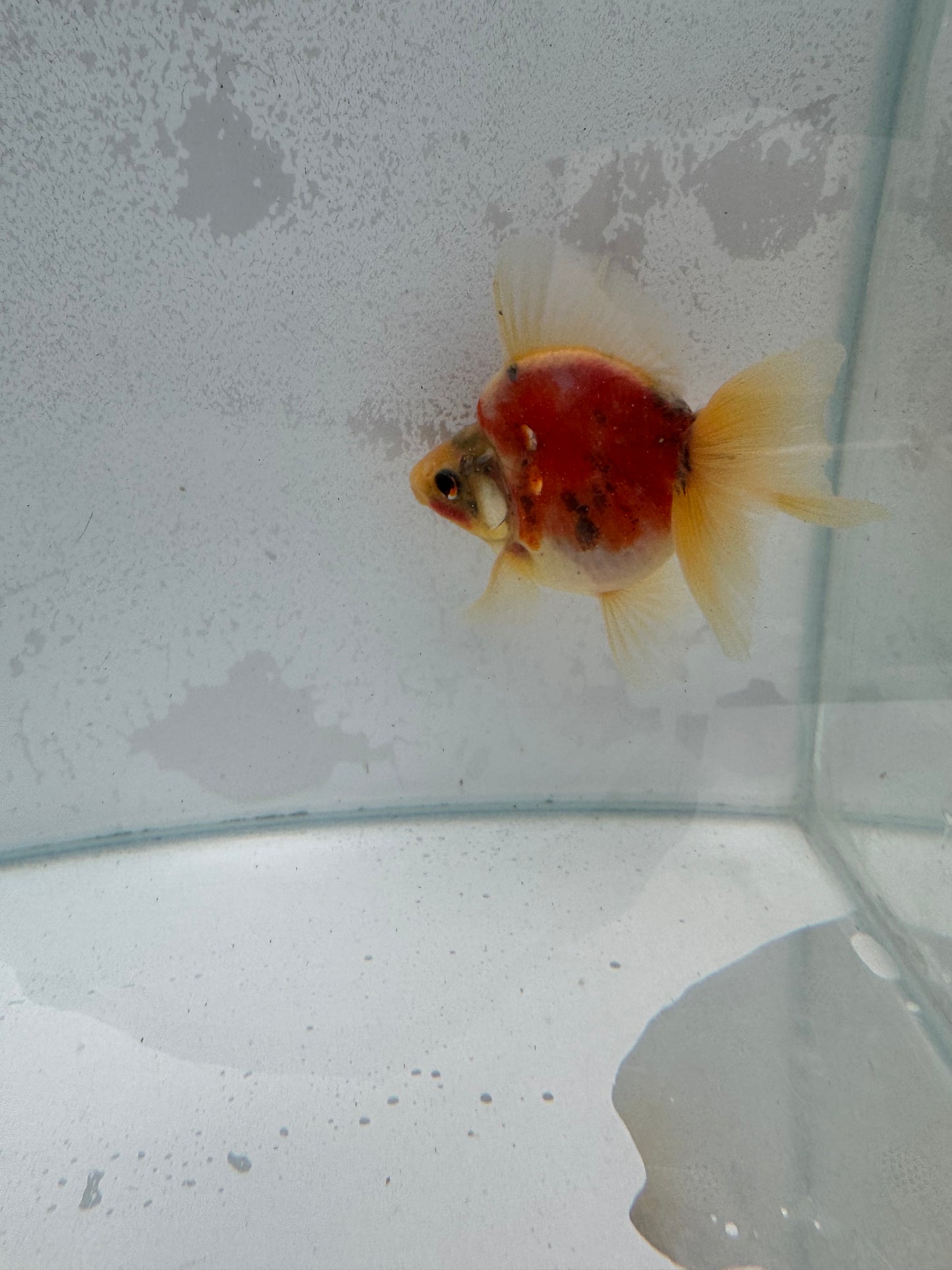Broadtail calico Ryukin. WVF379