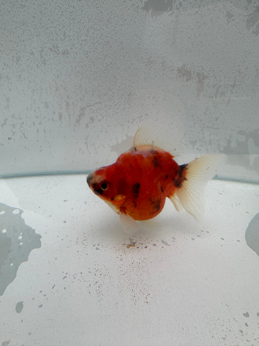 Broadtail Calico Ryukin. WVF375