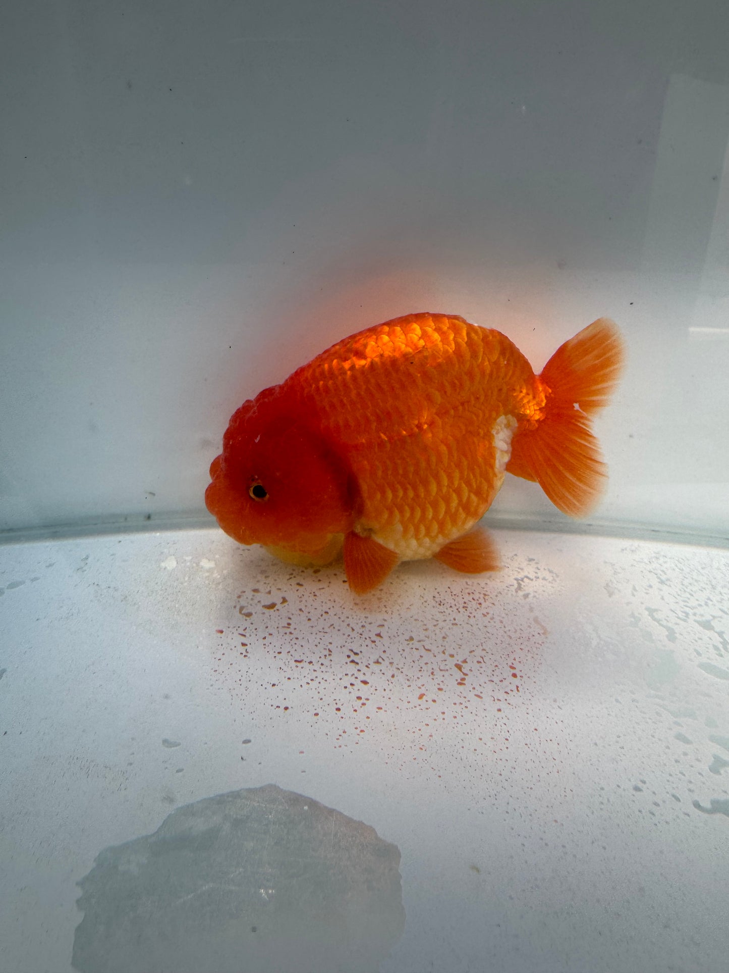 Red&white lionchu. WVF109