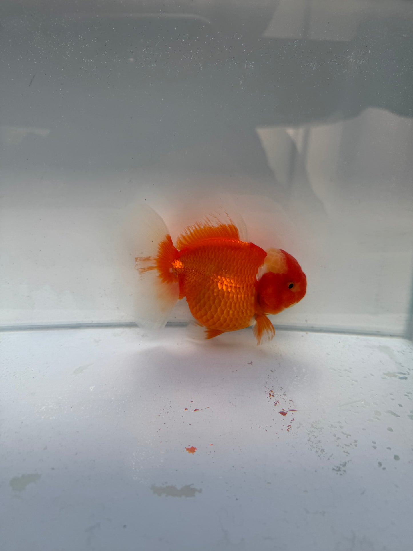 Red&white Shogun Oranda WVF332 direct from Jack shogun