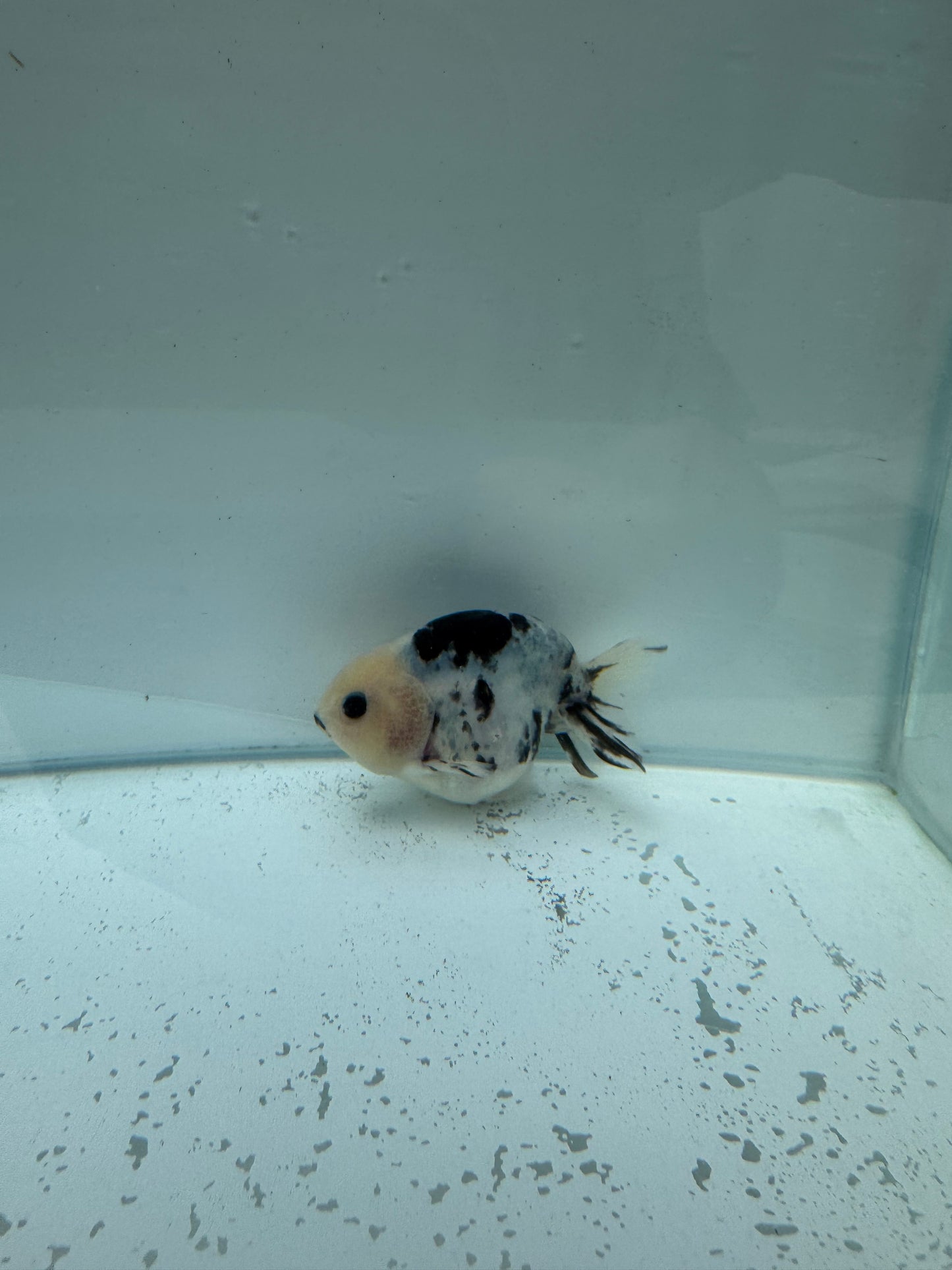 Cow Ranchu. WVF250