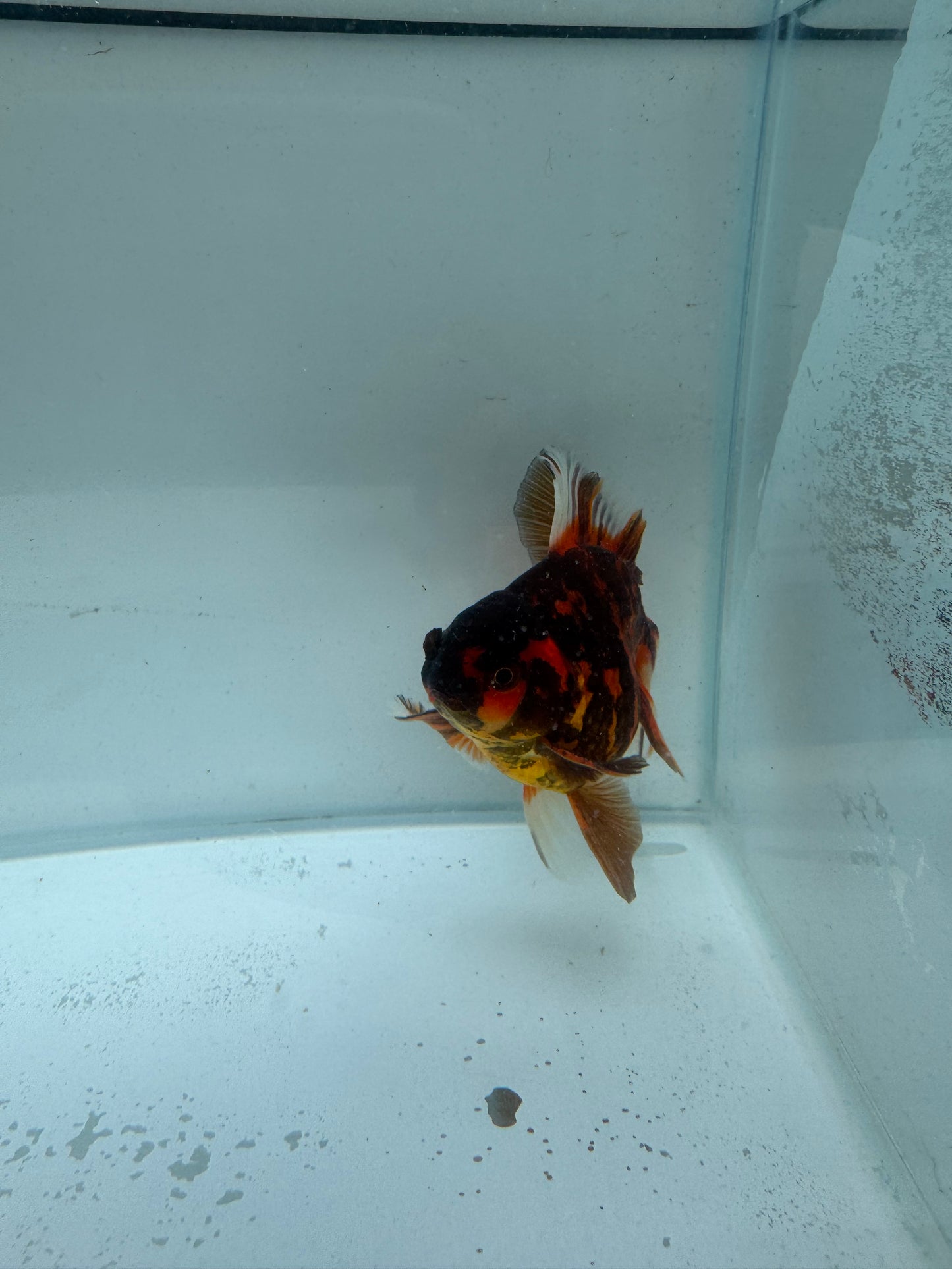Tiger Oranda. WVF223