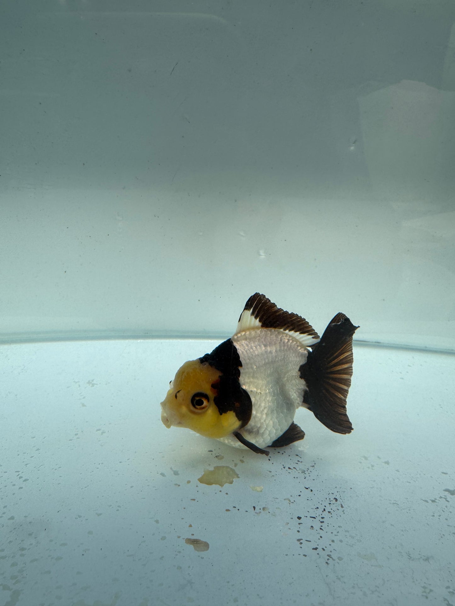 Short tail panda Oranda WVF261. Direct from Nana farm