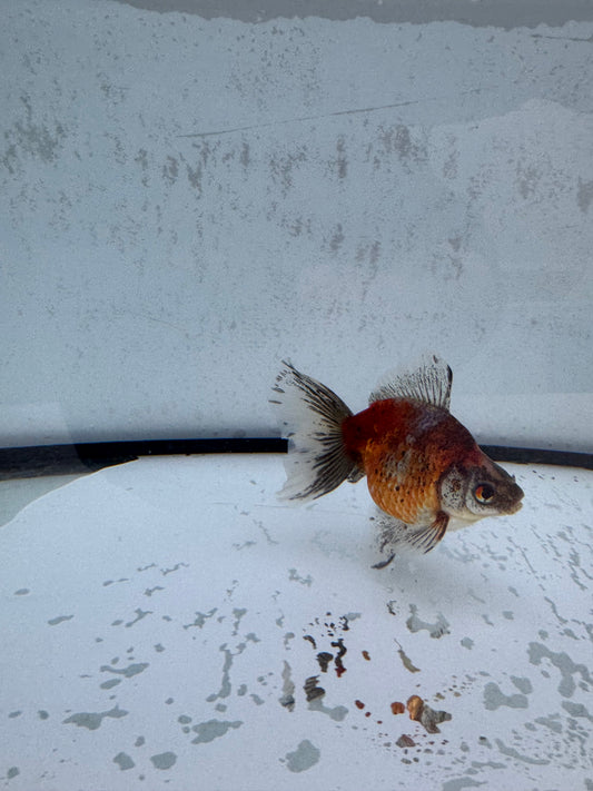 Calico broadtail Ryukin. WVF571