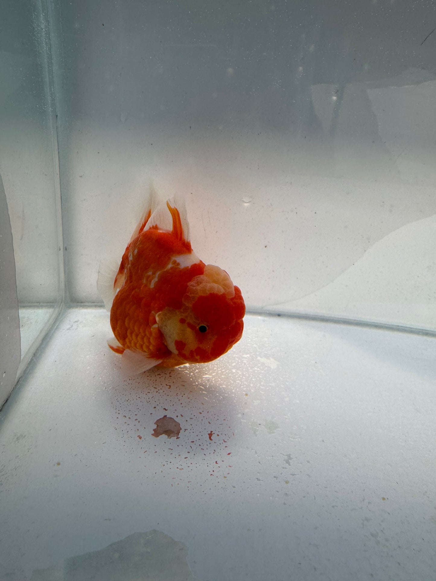 Sakura shogun Oranda. WVF337 direct from Jack Shogun