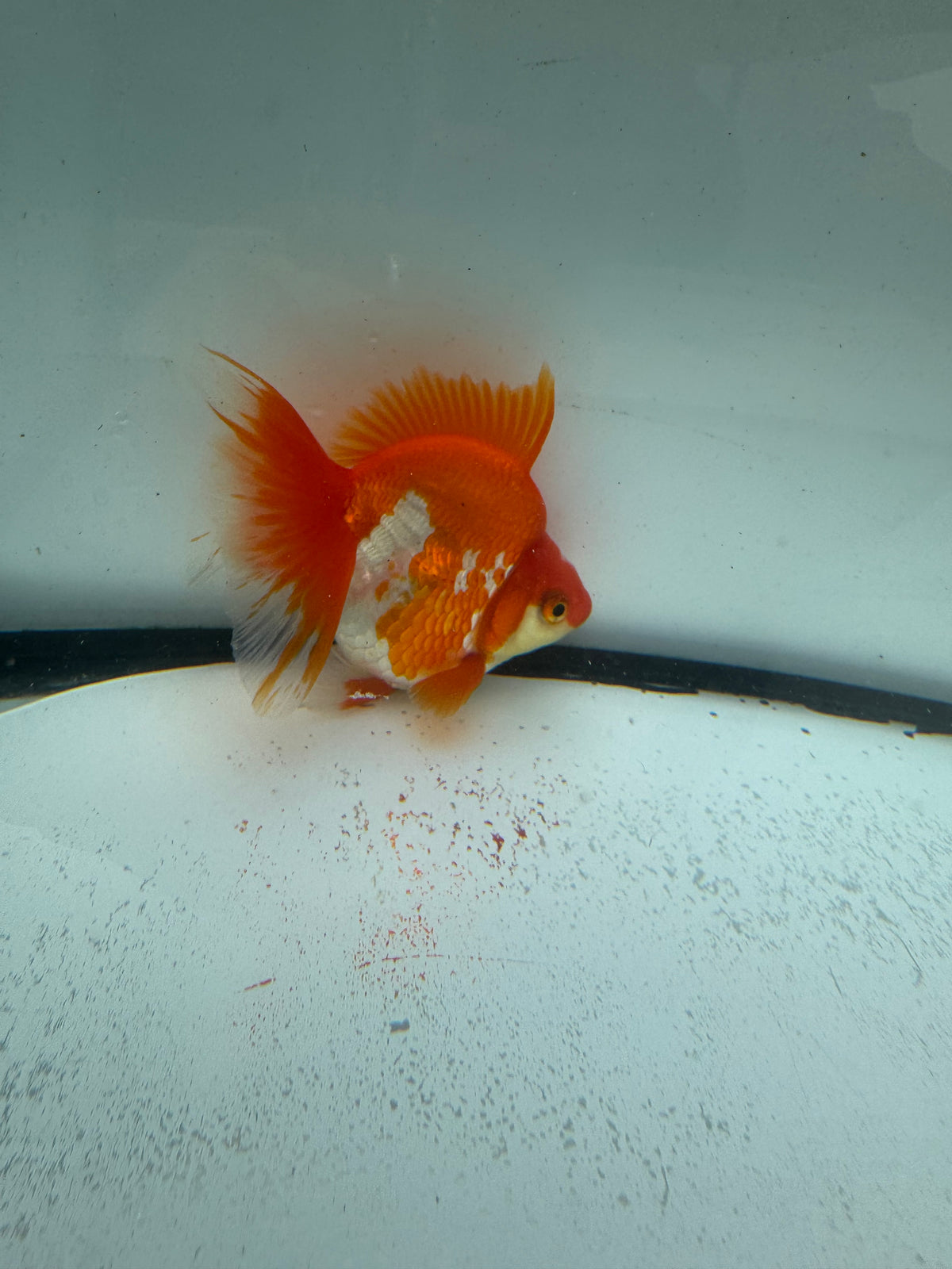 Red&white Ryukin. WVF999