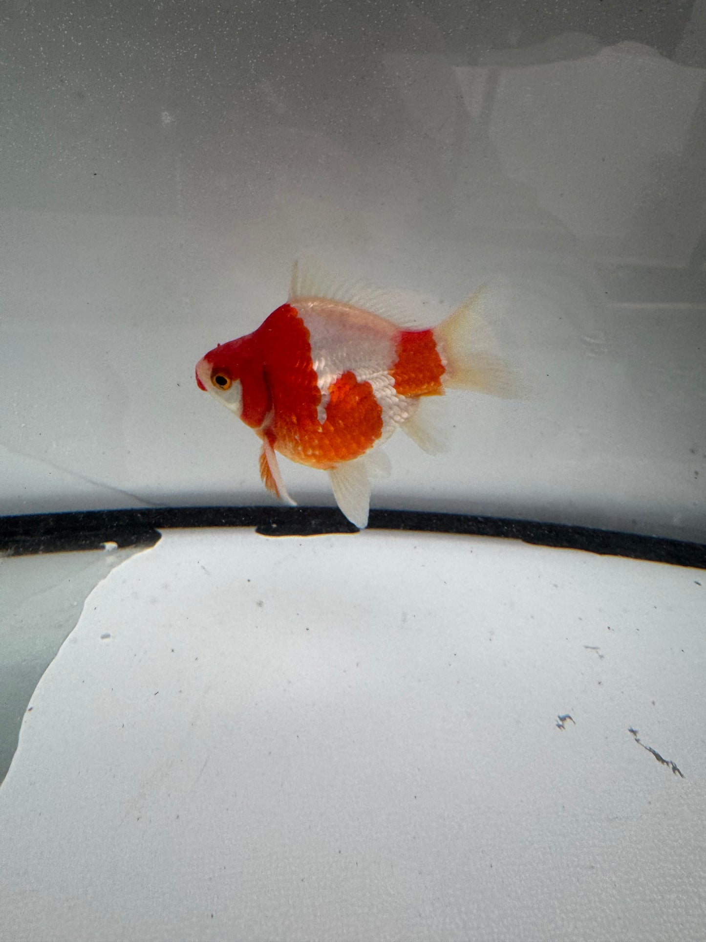 Japanese Tamasaba. WVF389