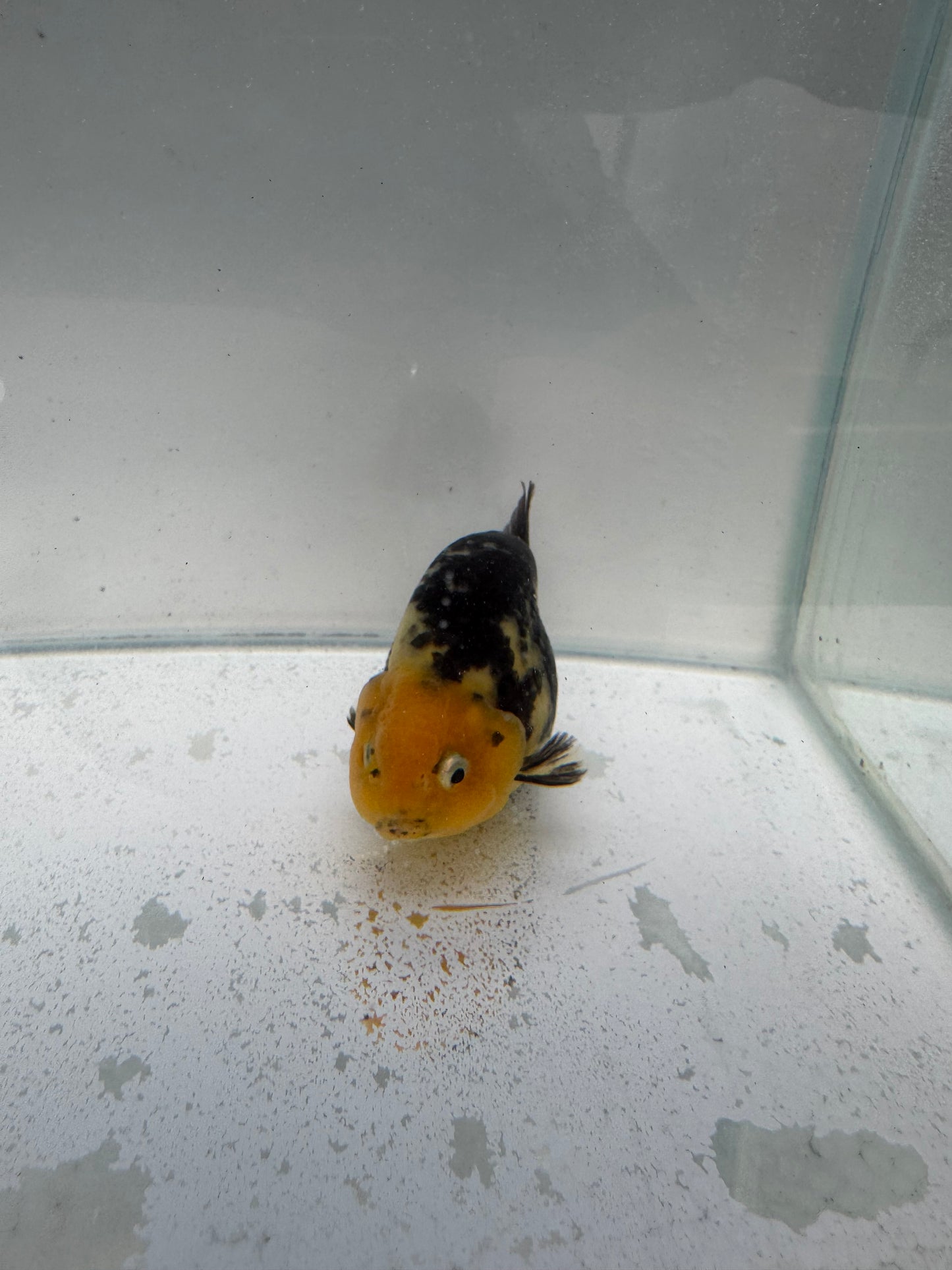 Cow Ranchu. WVF312.