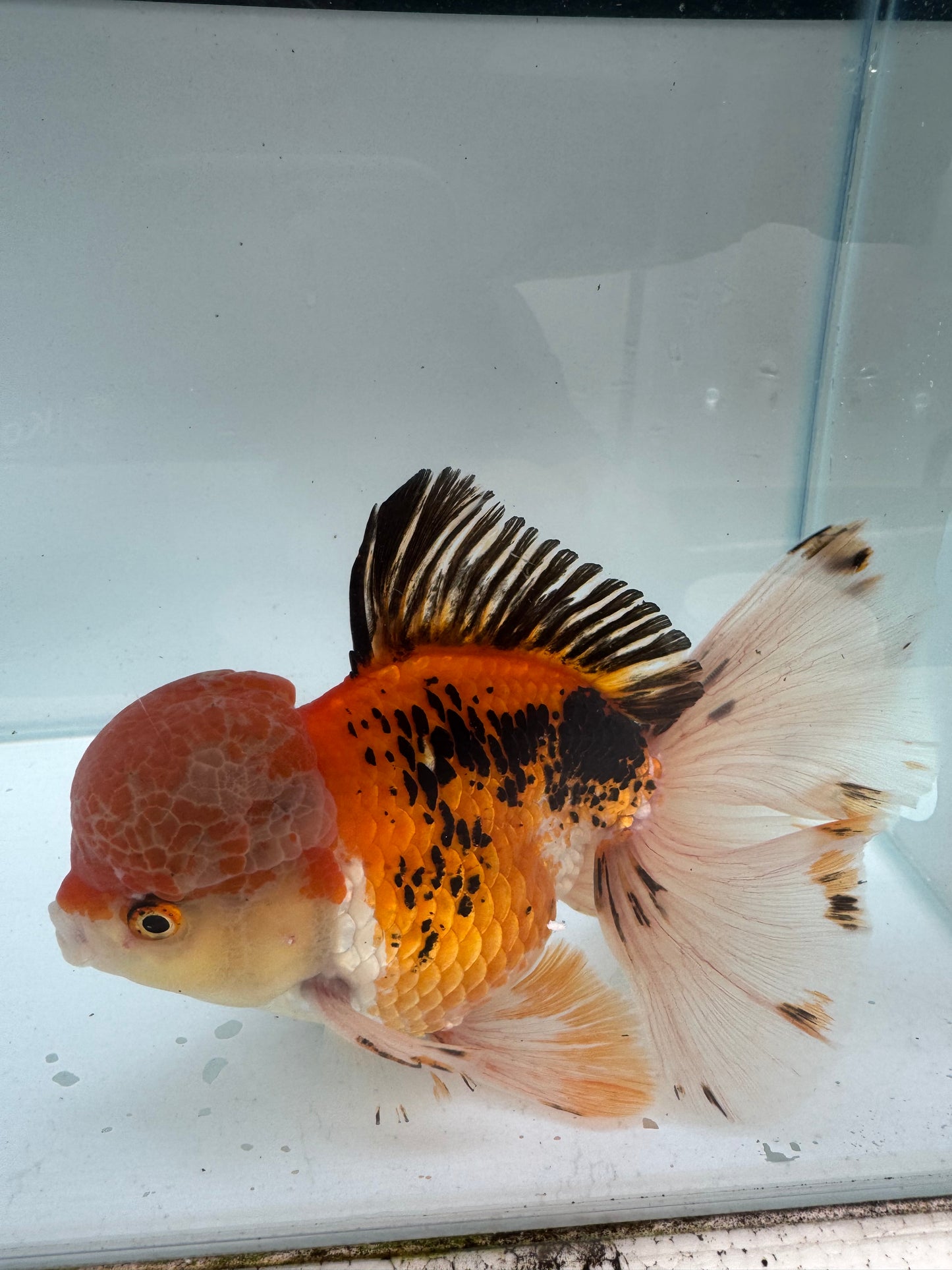 Tricolour Oranda. WVF291