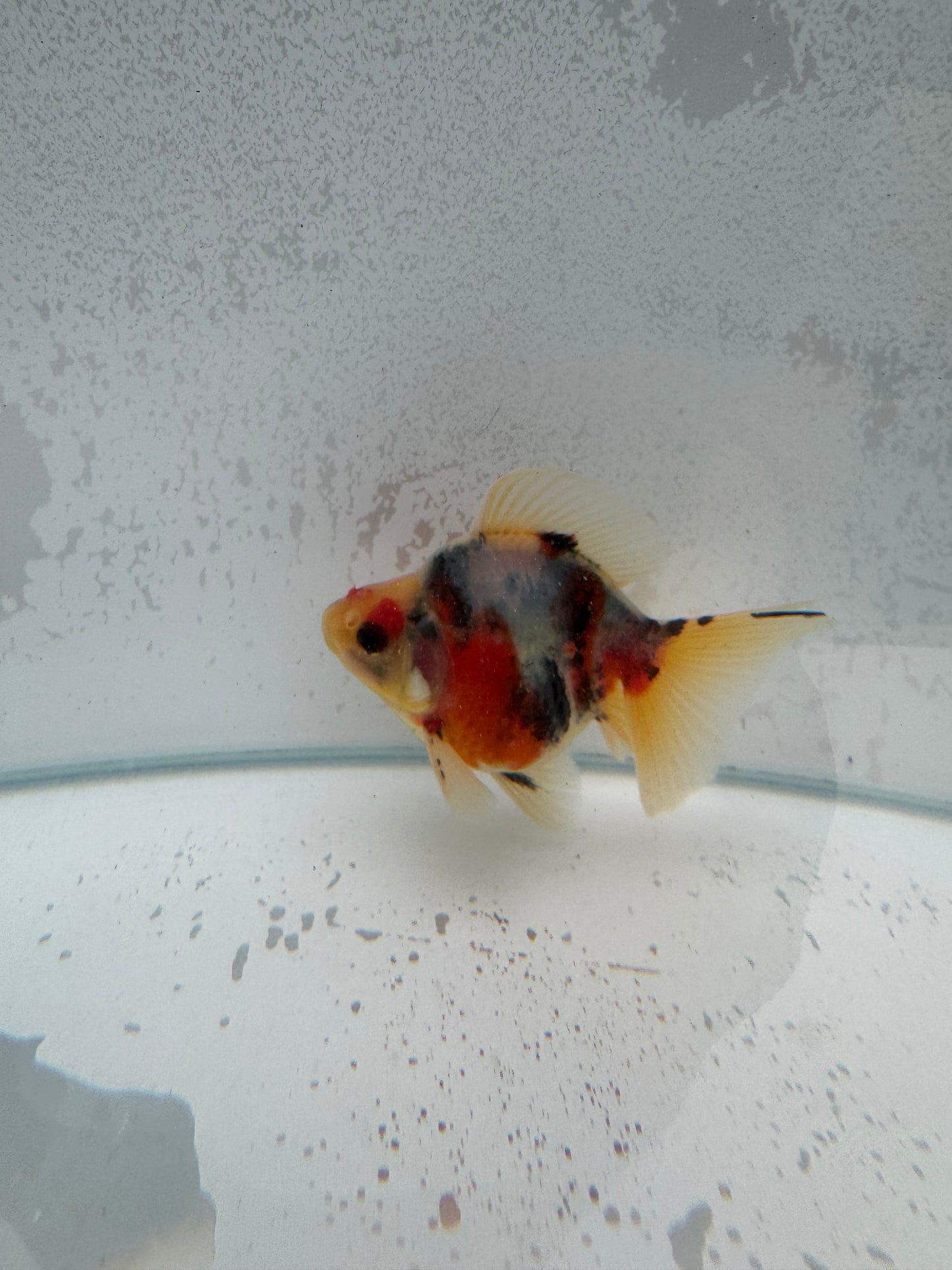 Broadtail calico Ryukin. WVF383