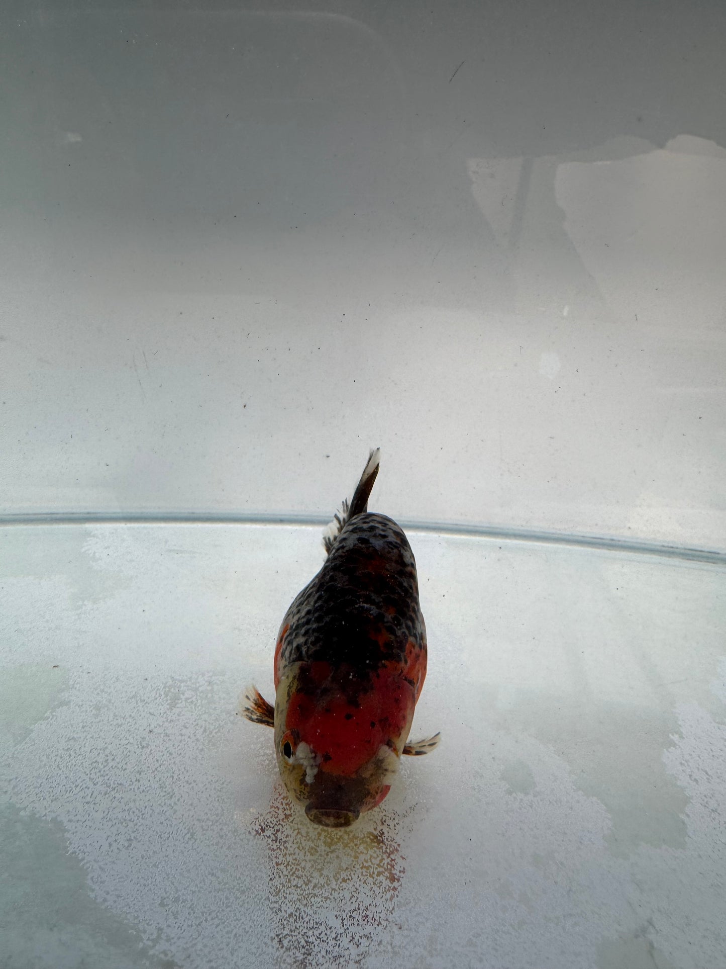 Kirin Ranchu. WVF309