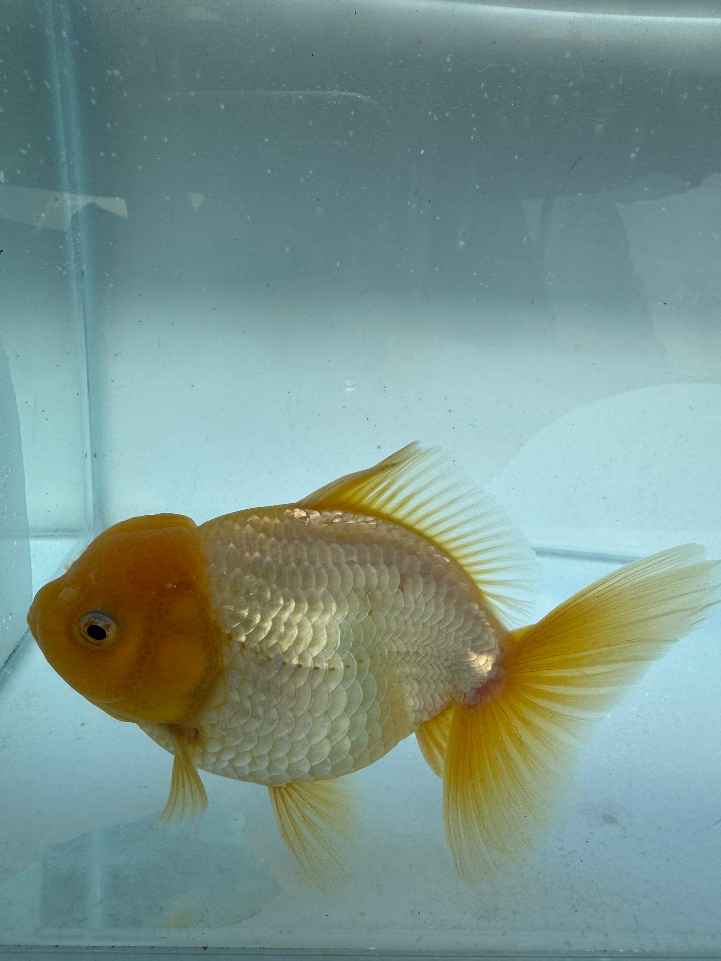 Lemon head Oranda. WVF339