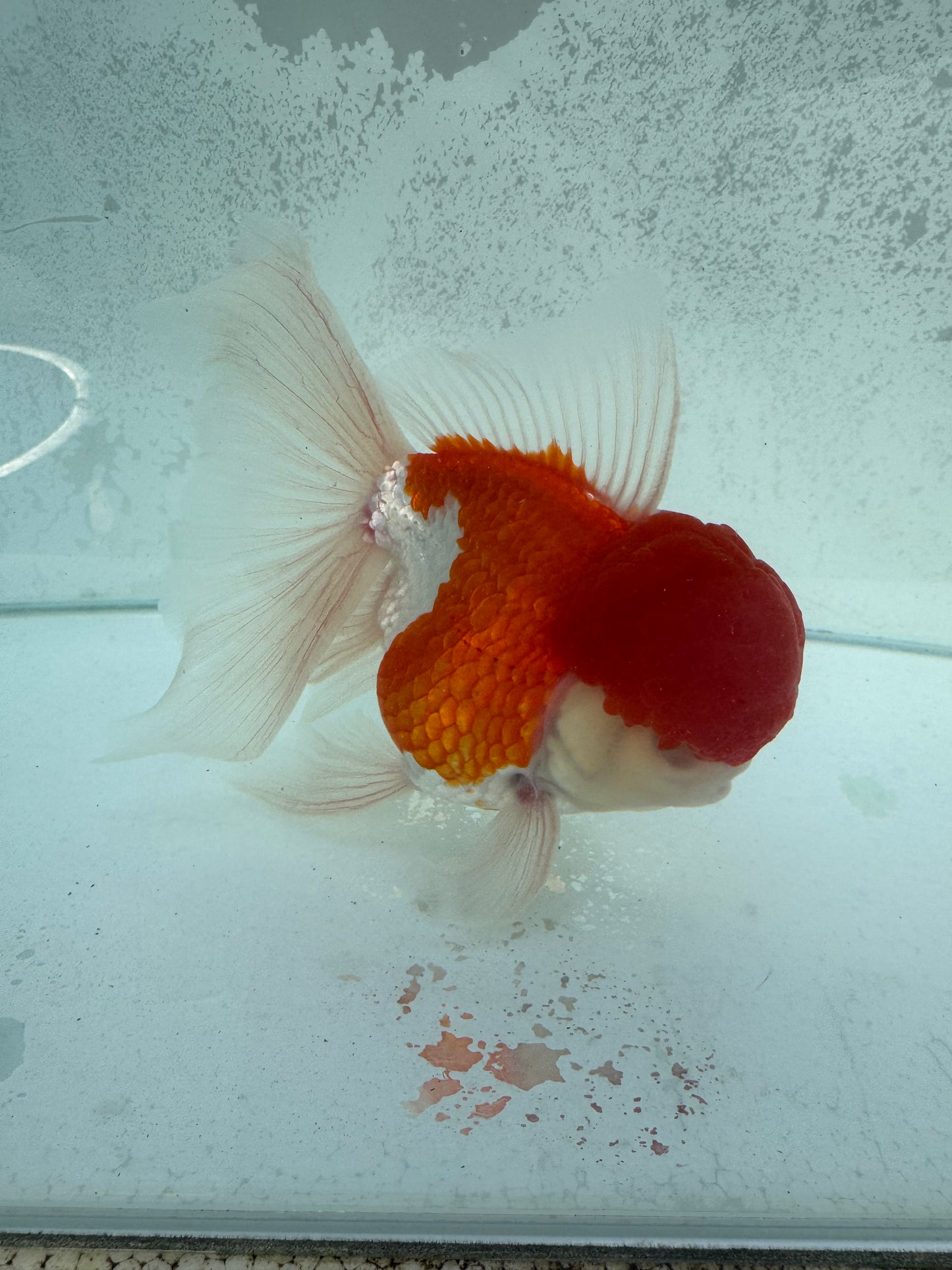 Red&white Oranda. WVF371