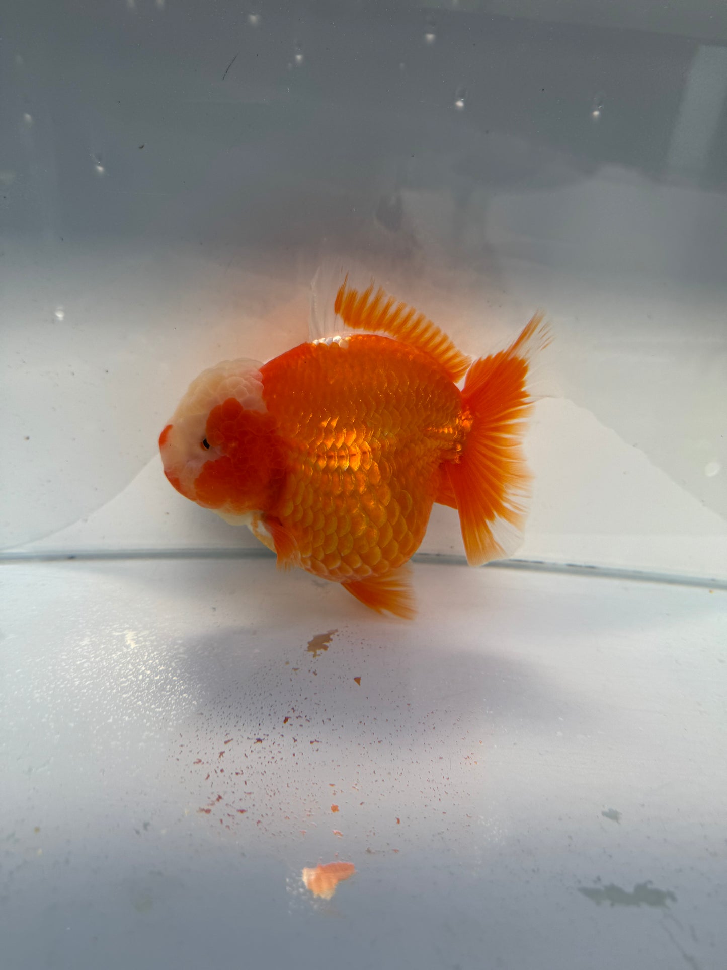 Red&white shogun Oranda. WVF334 direct from Jack shogun