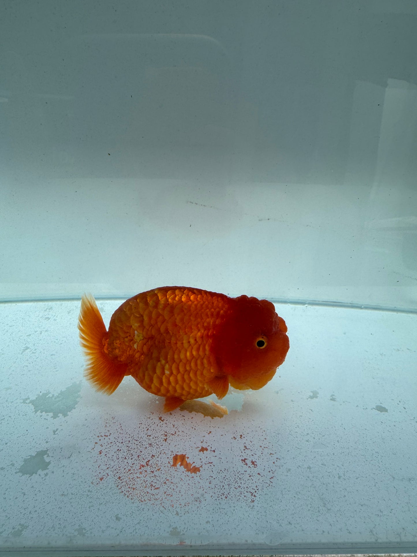 Red&white lionchu. WVF229