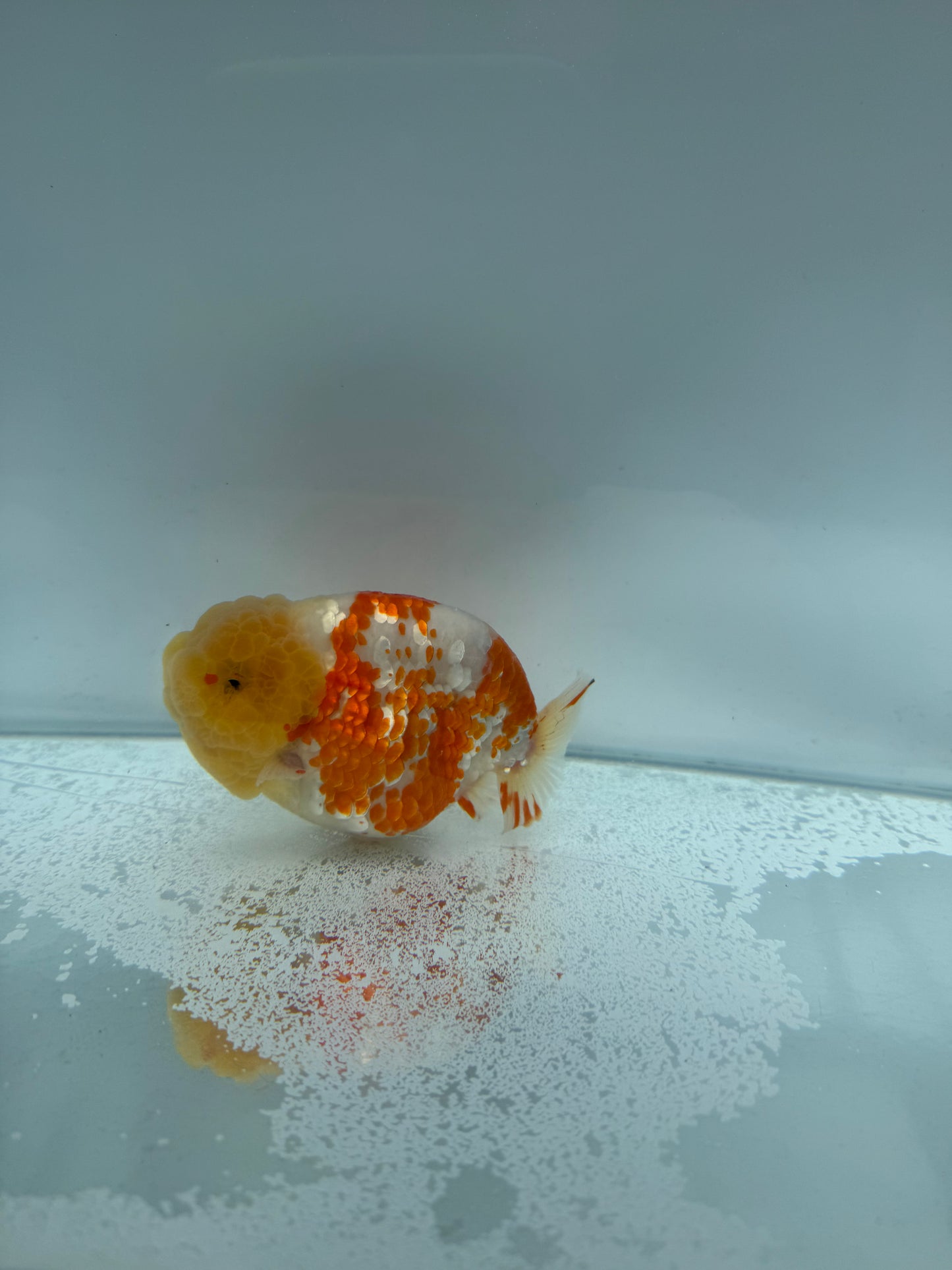 Sakura Ranchu. WVF134,Direct from Meng Lee