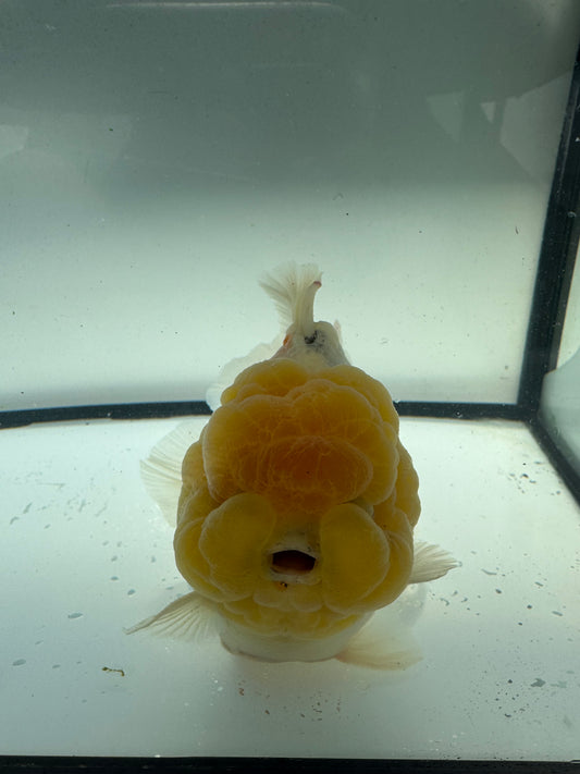 Calico Oranda WVF911