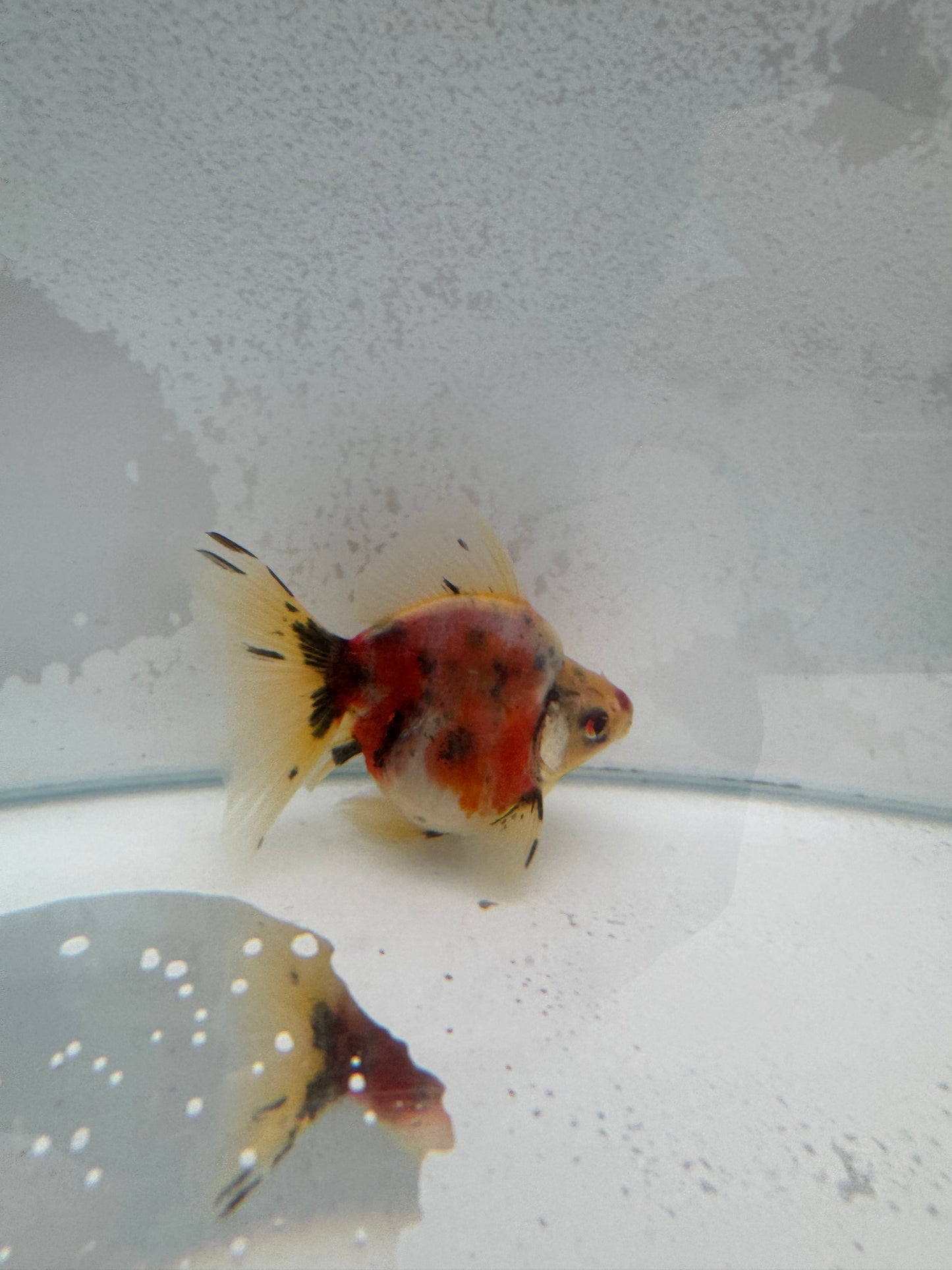 Broadtail calico Ryukin. WVF376