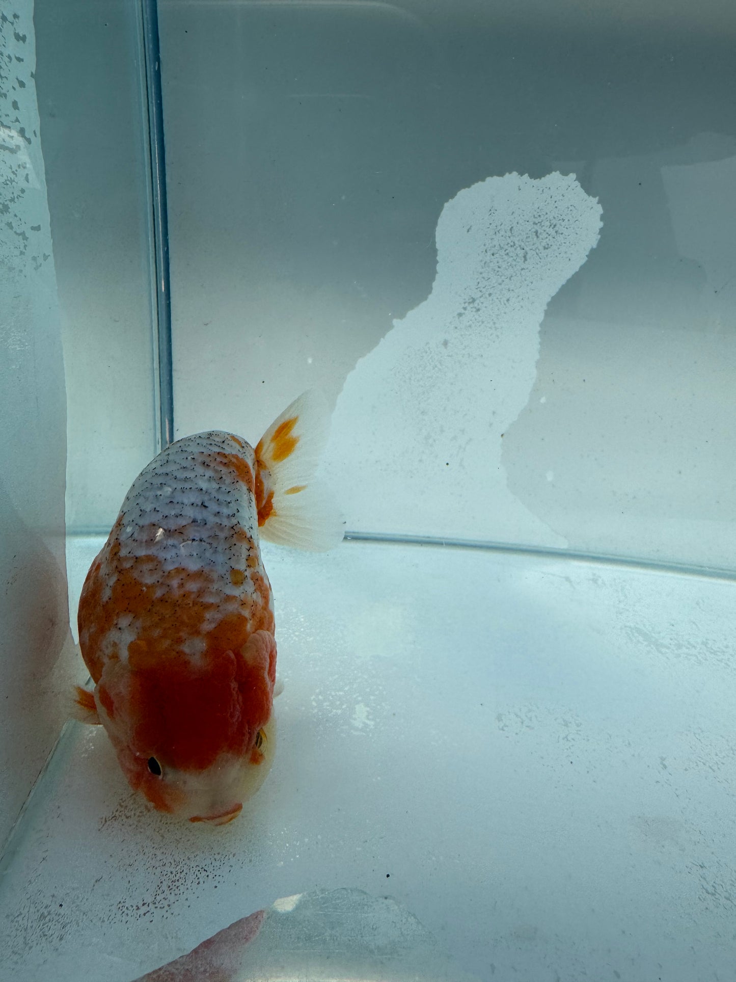 Kirin Ranchu. WVF254