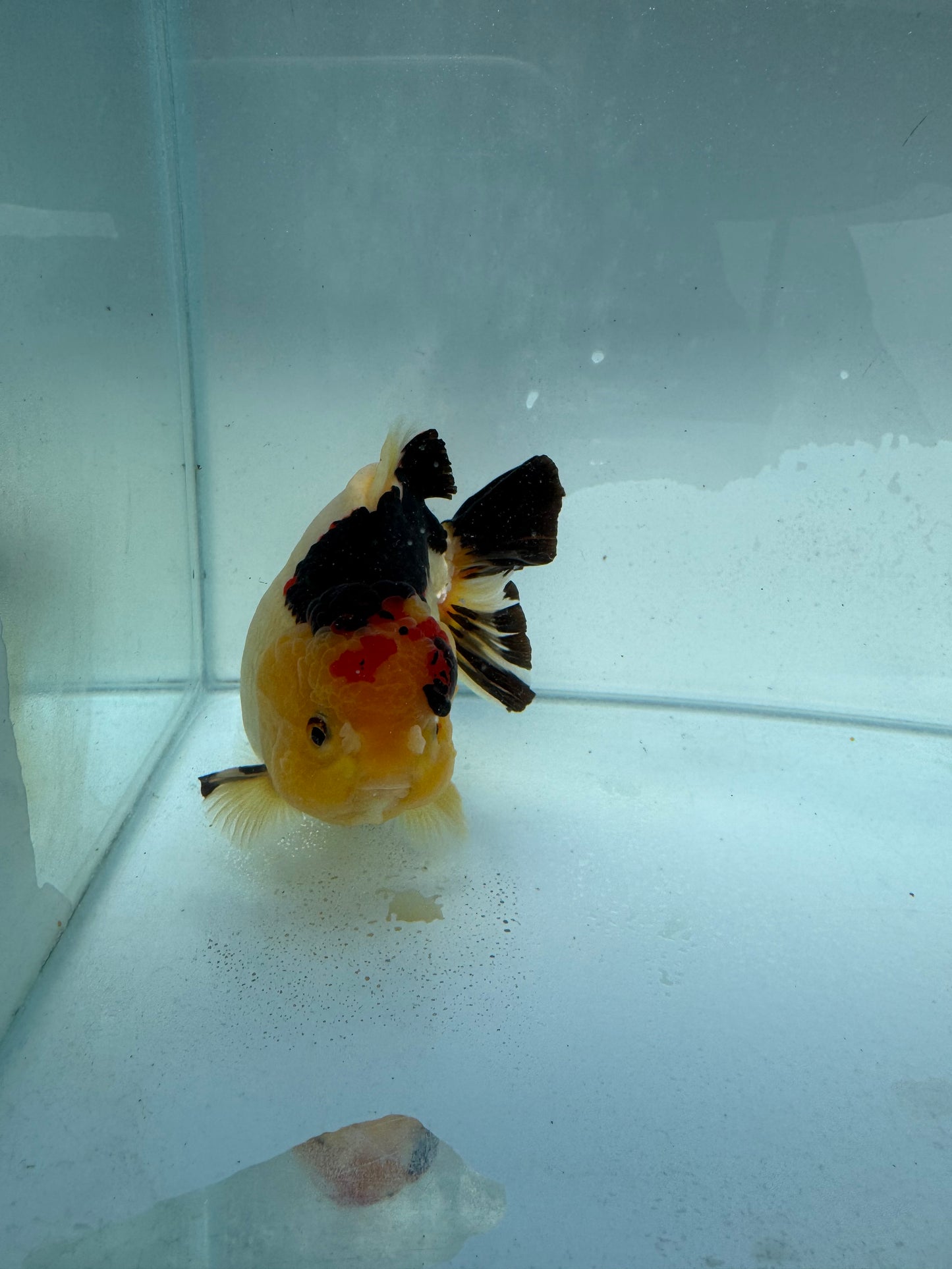 Tricolour Oranda. WVF322,direct from nana goldfish farm