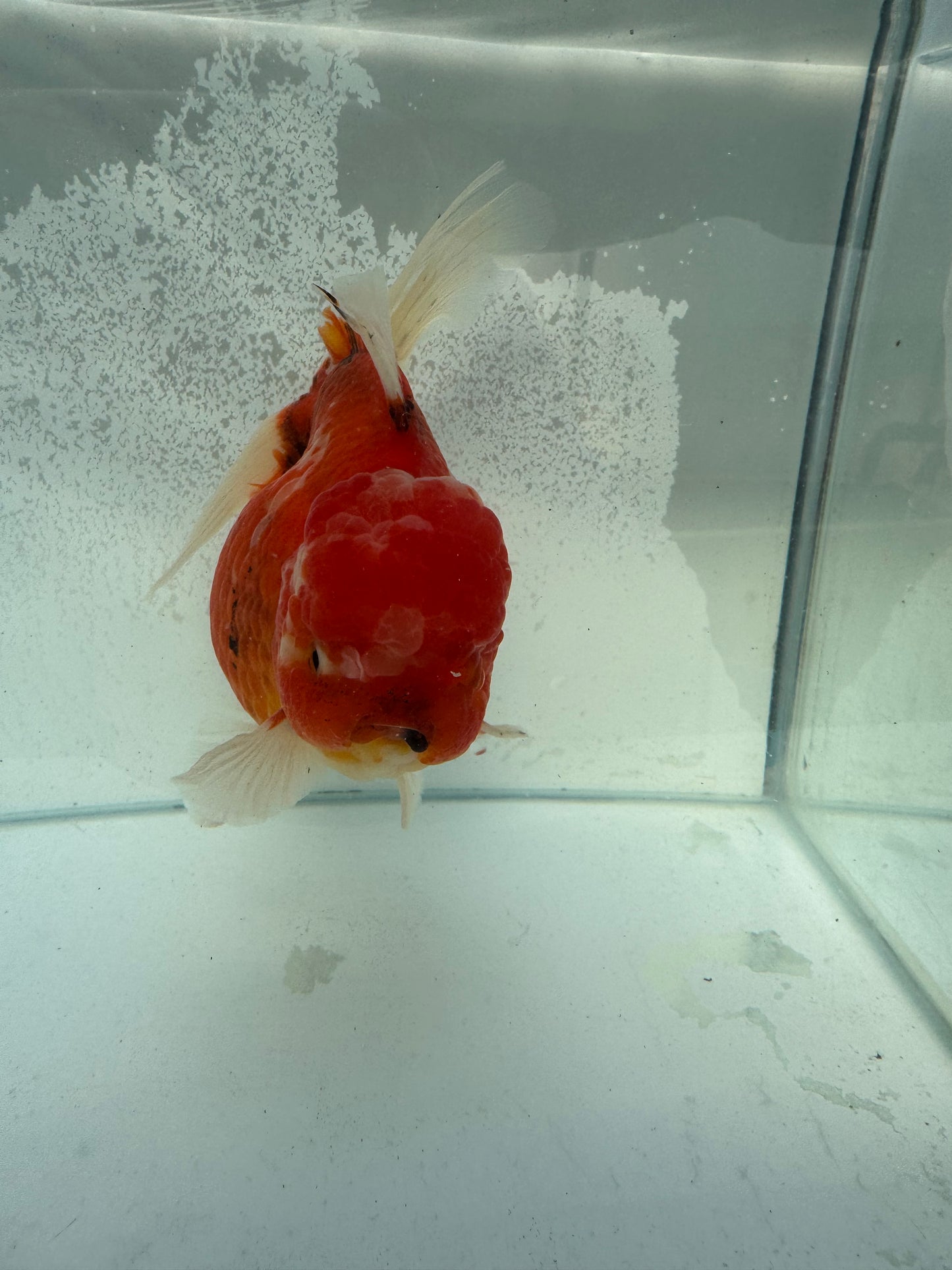 Calico Oranda. WVF367