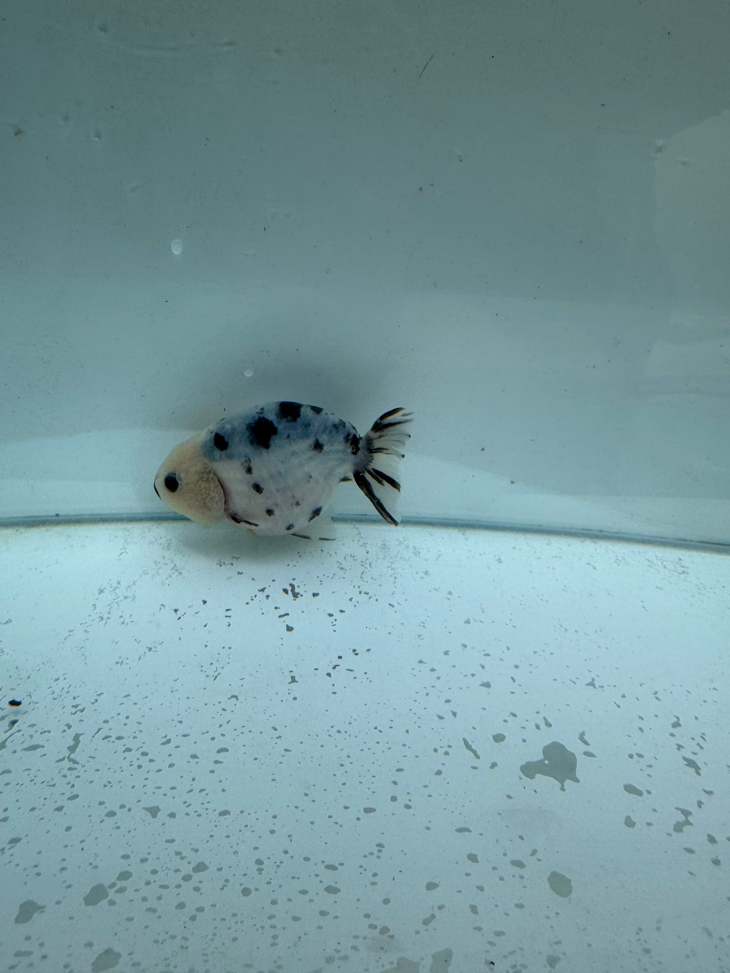Cow Ranchu. WVF253