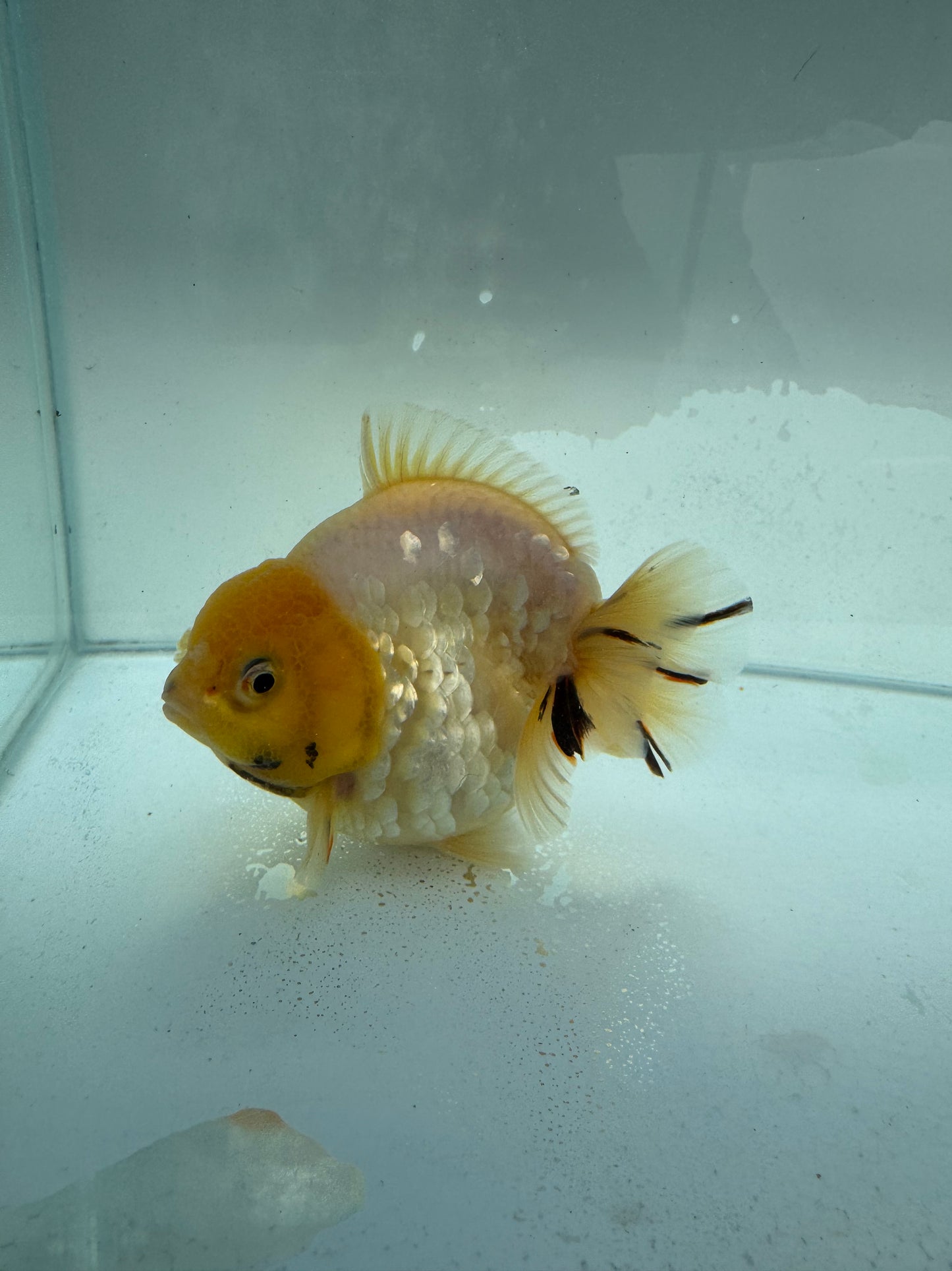 Oranda WVF320. ,direct from nana goldfish farm