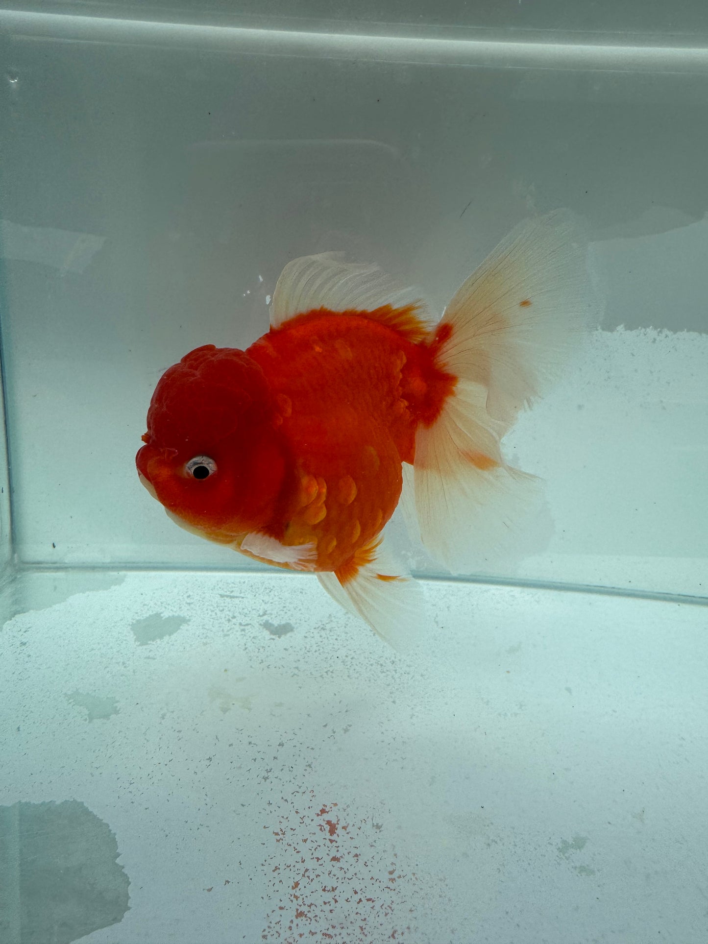 Sakura Oranda. WVF343