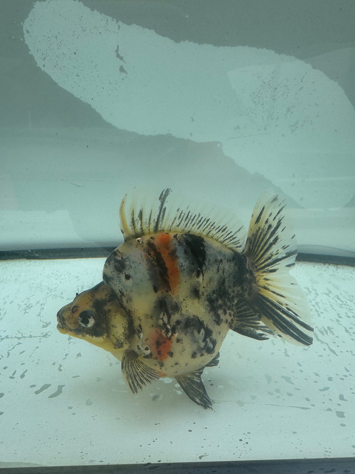 Calico Ryukin. WVF963