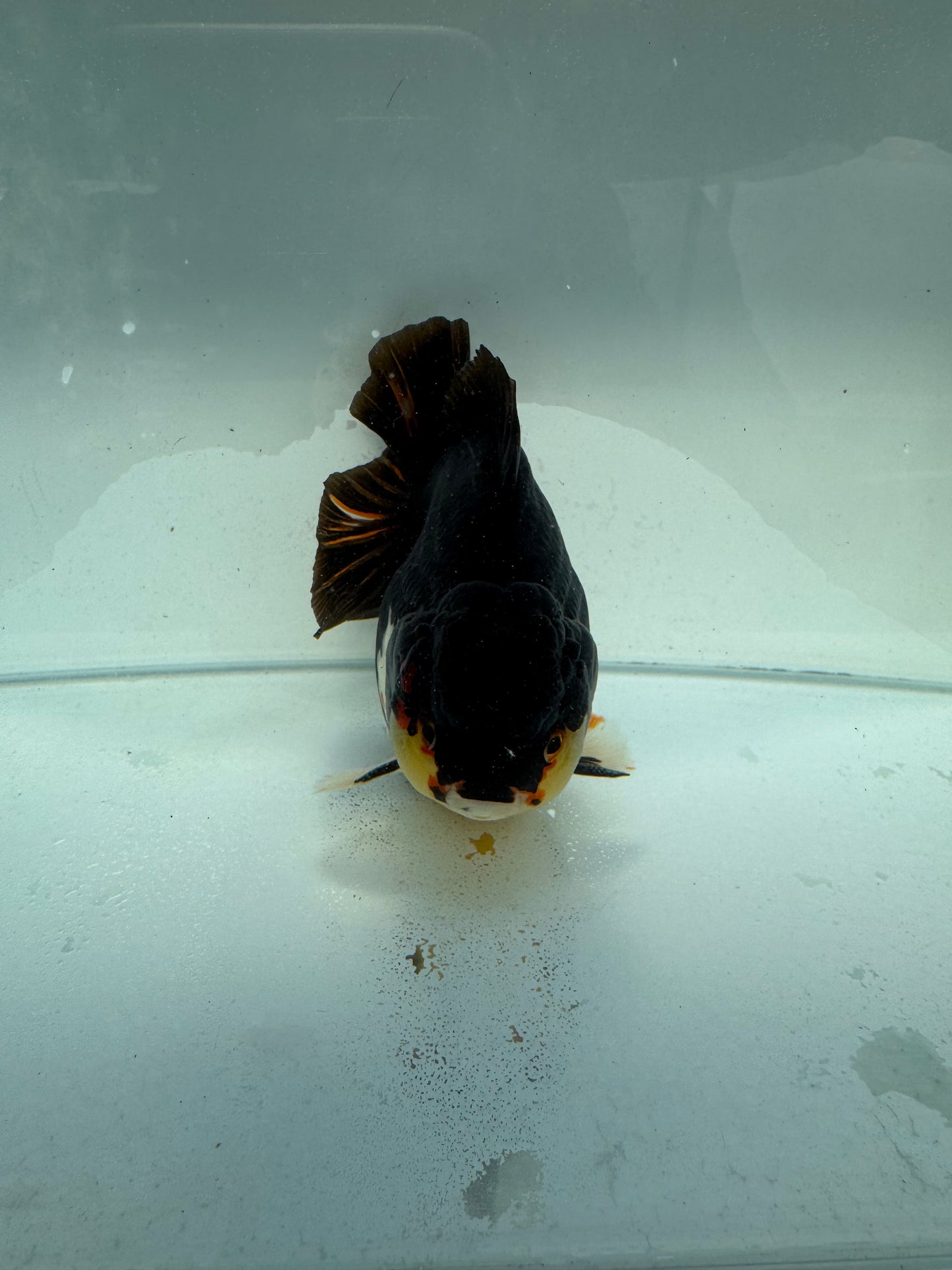 Tricolour Oranda. WVF321,direct from nana goldfish farm