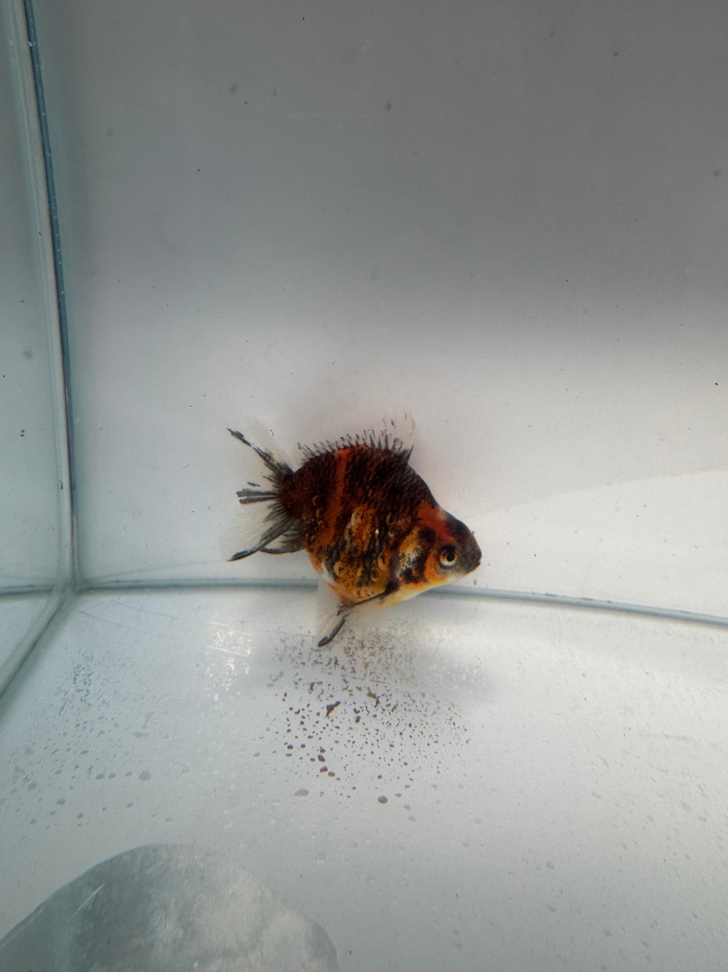 Calico Ryukin. WVF155