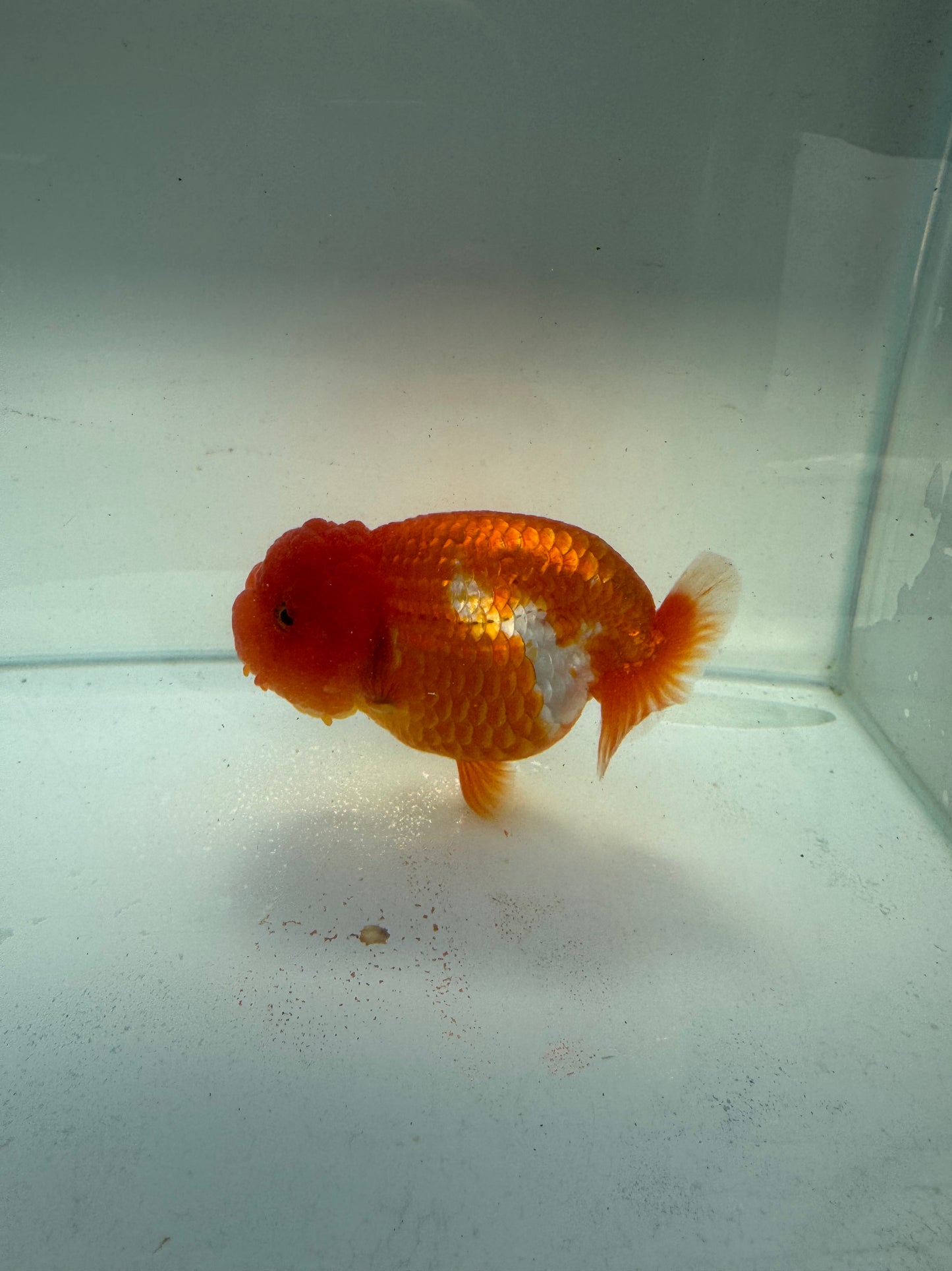 Red&white Ranchu. WVF235