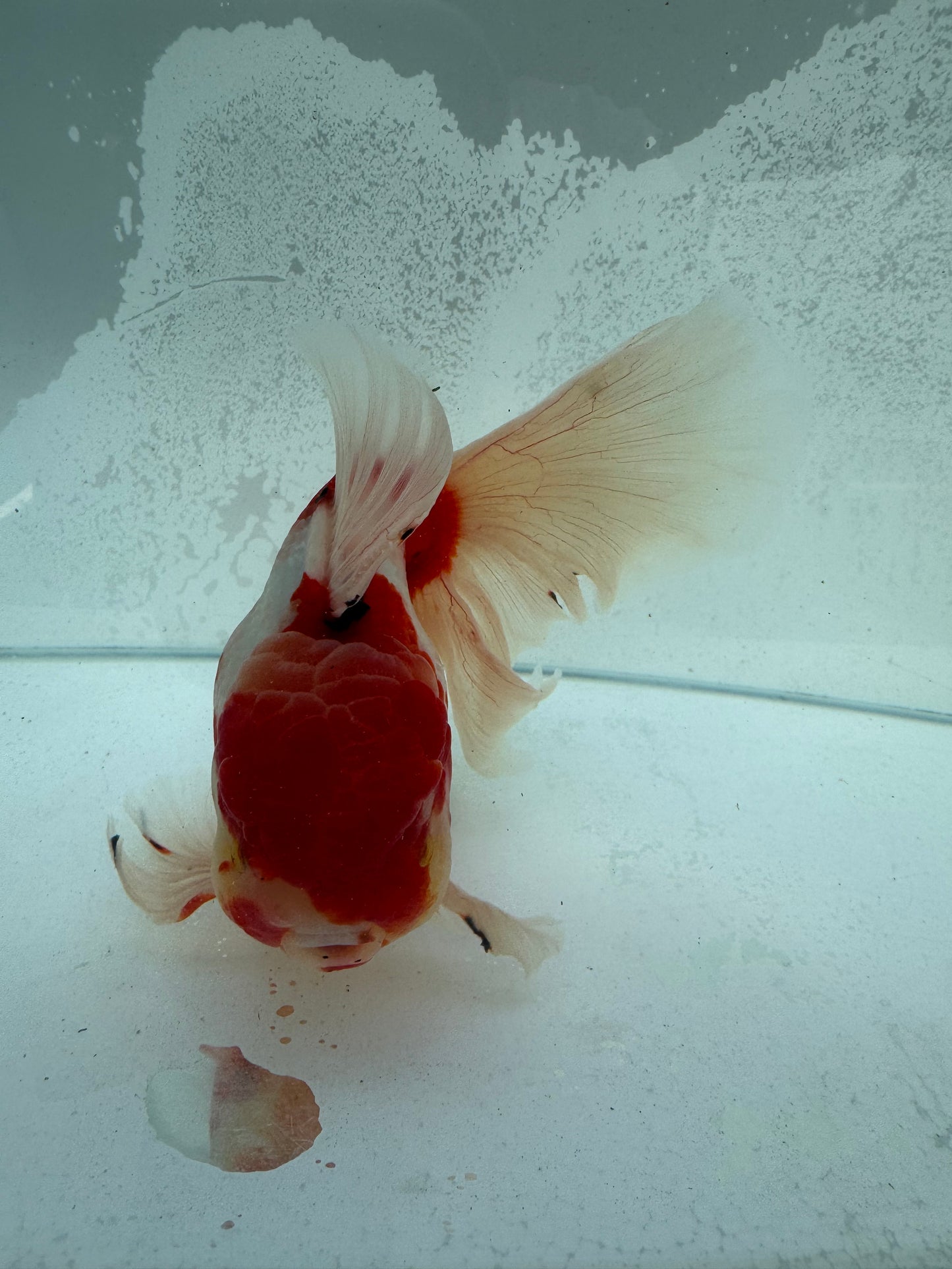 Calico Oranda. WVF369
