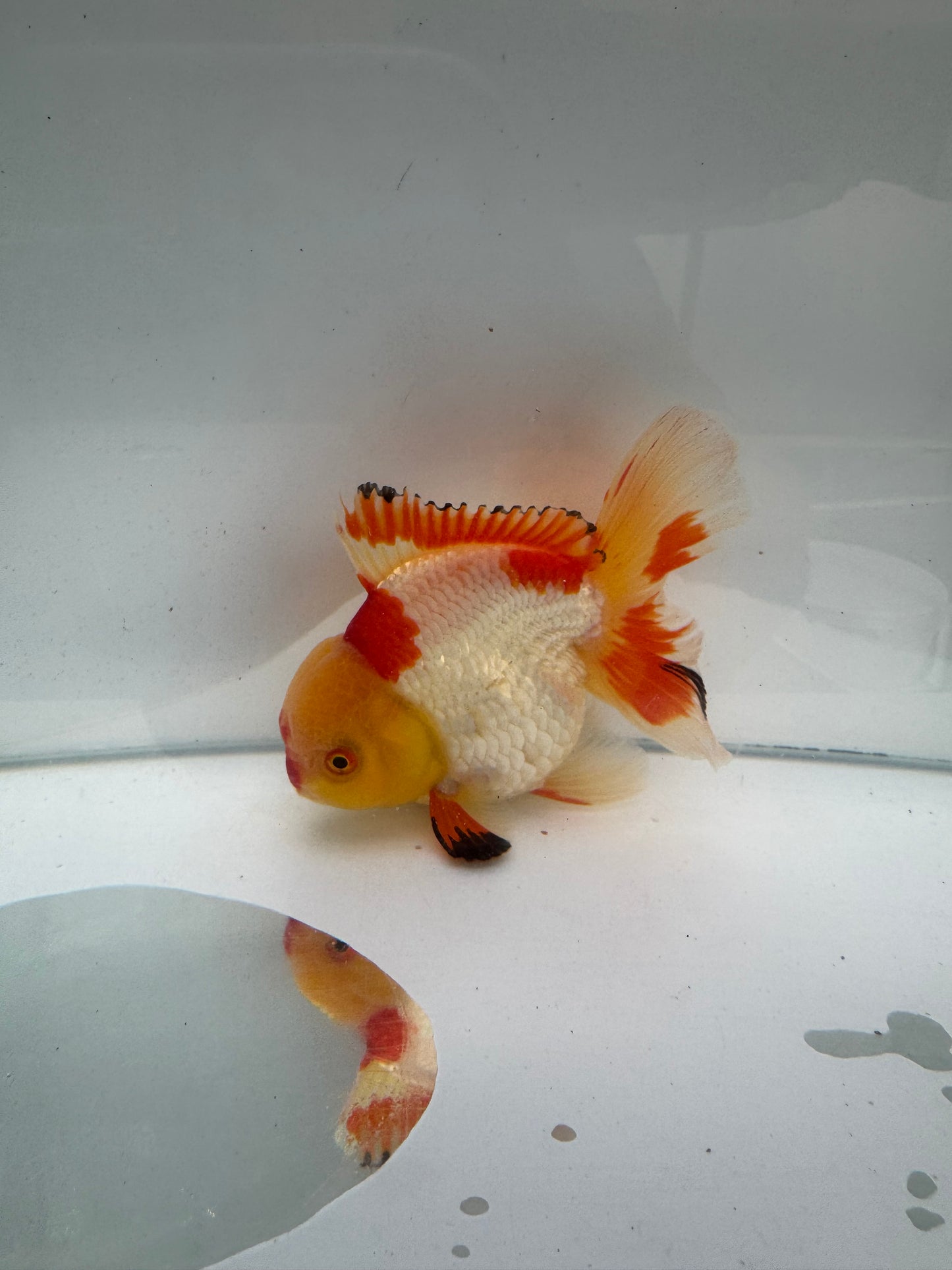 Red&white Oranda. WVF295
