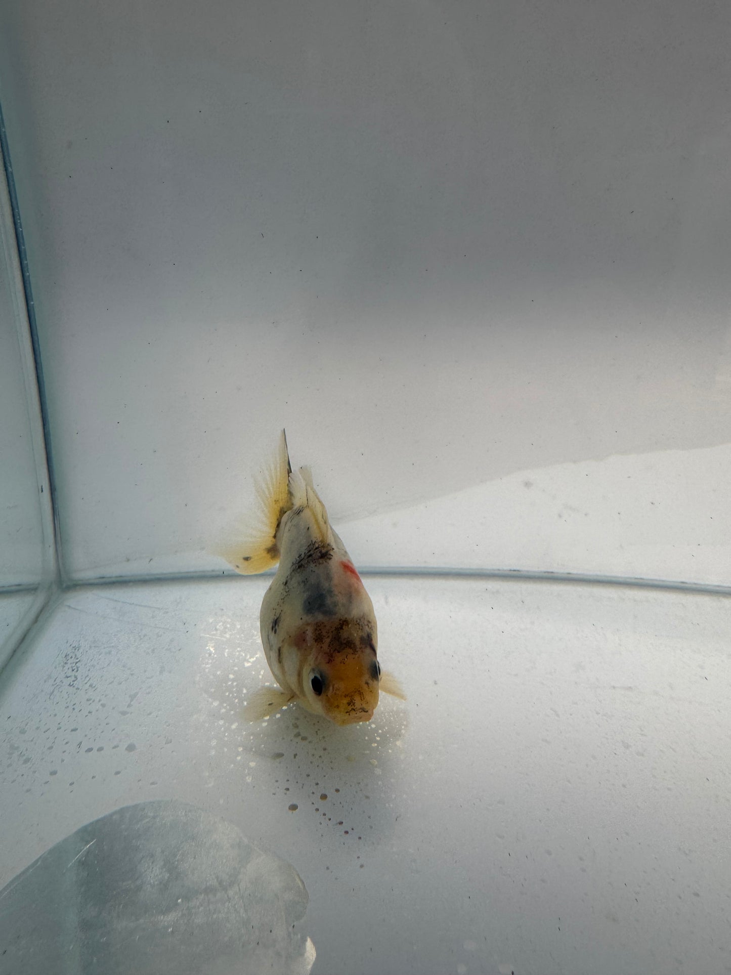 Calico Ryukin. WVF154