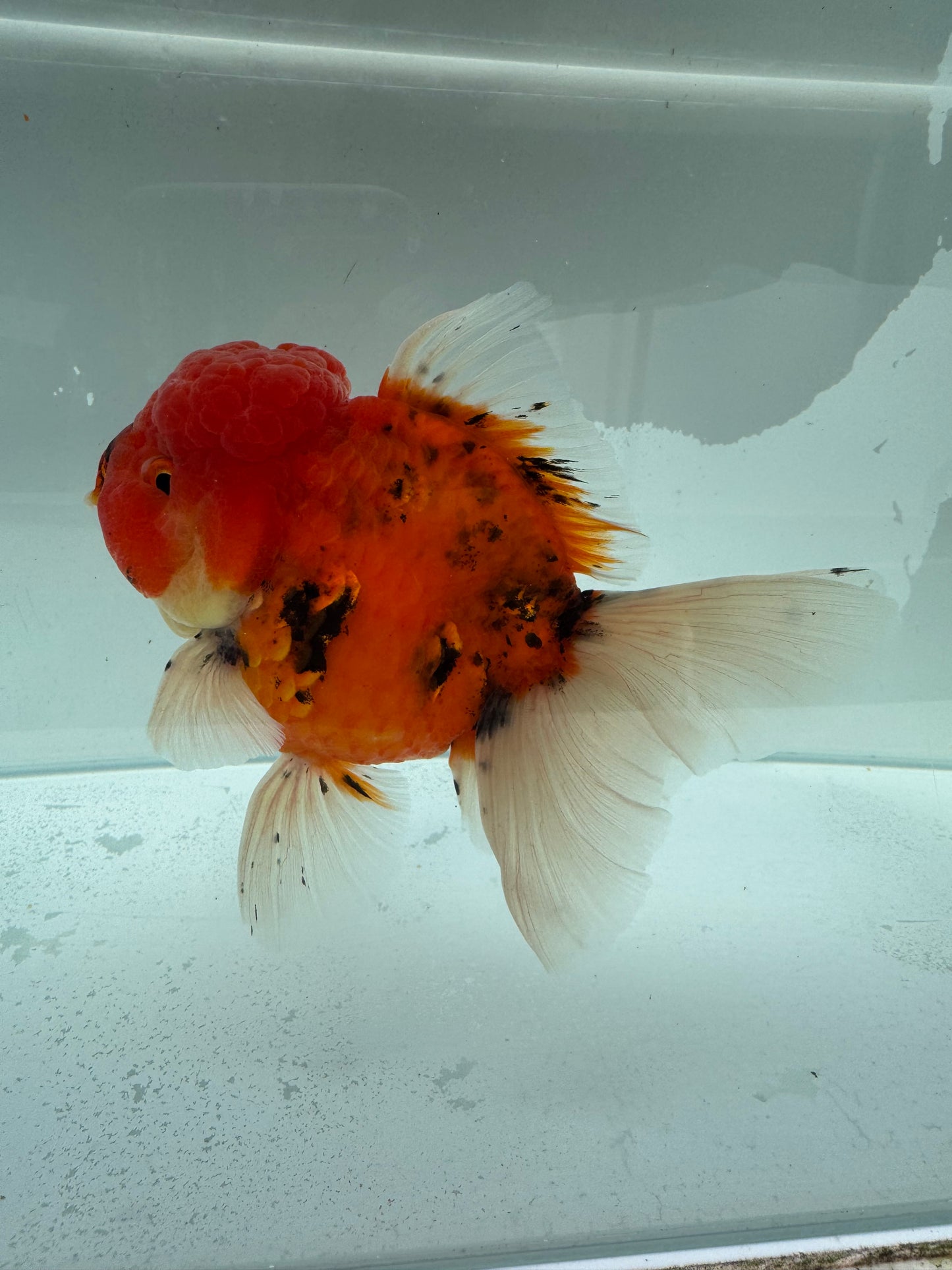 Calico Oranda. WVF342.